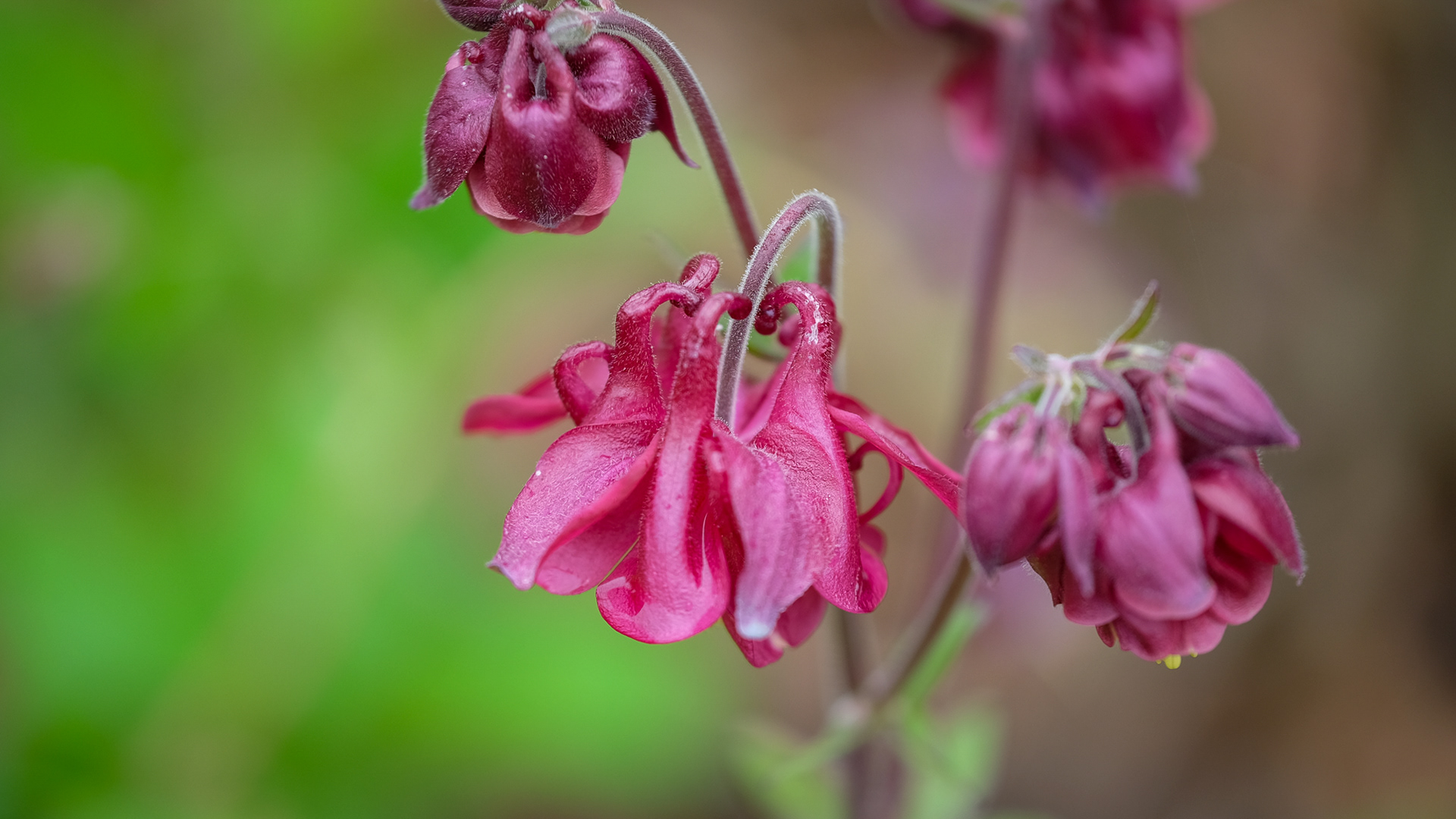 aquilegia, columbine