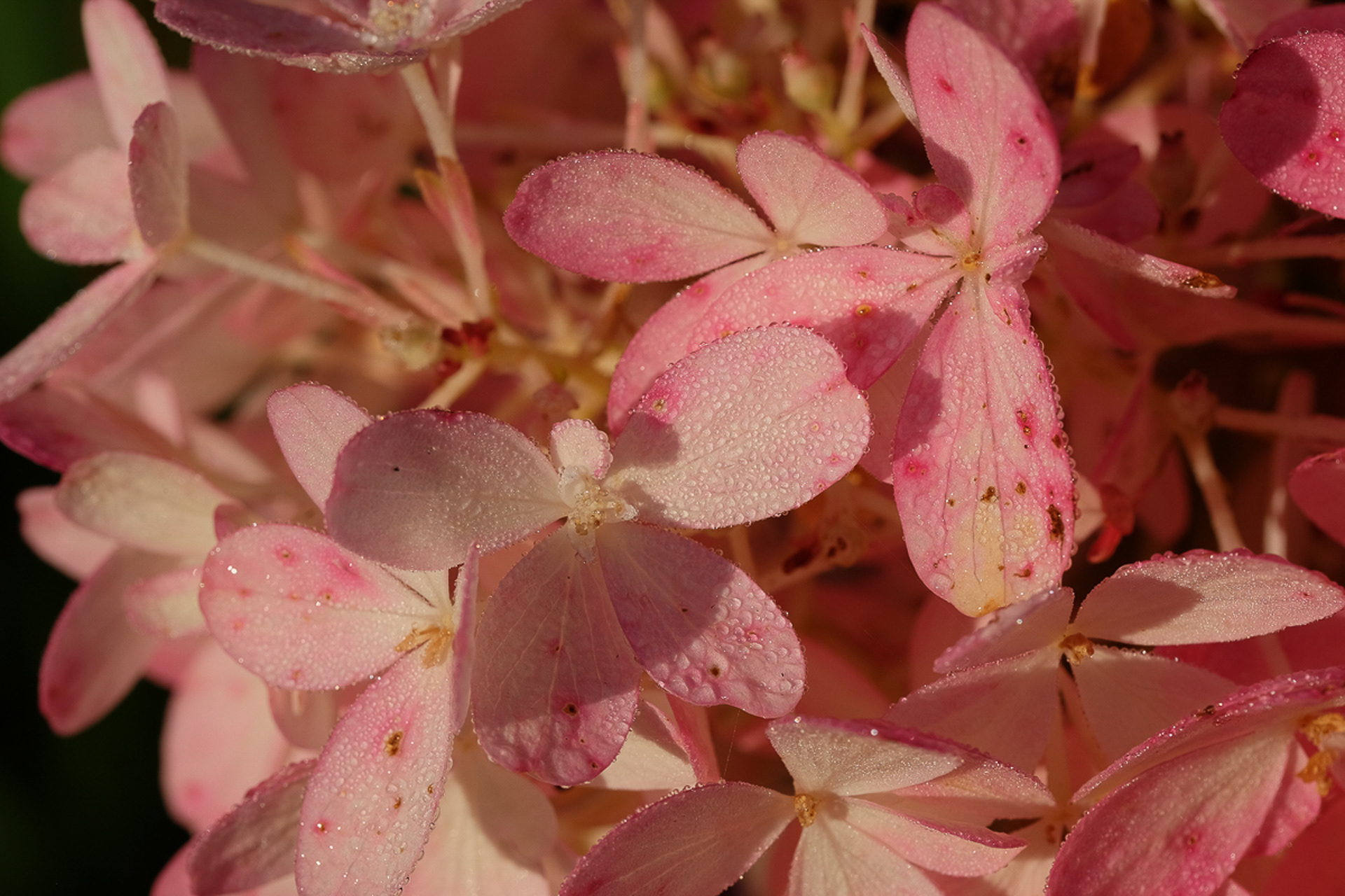 hydrangea paniculata