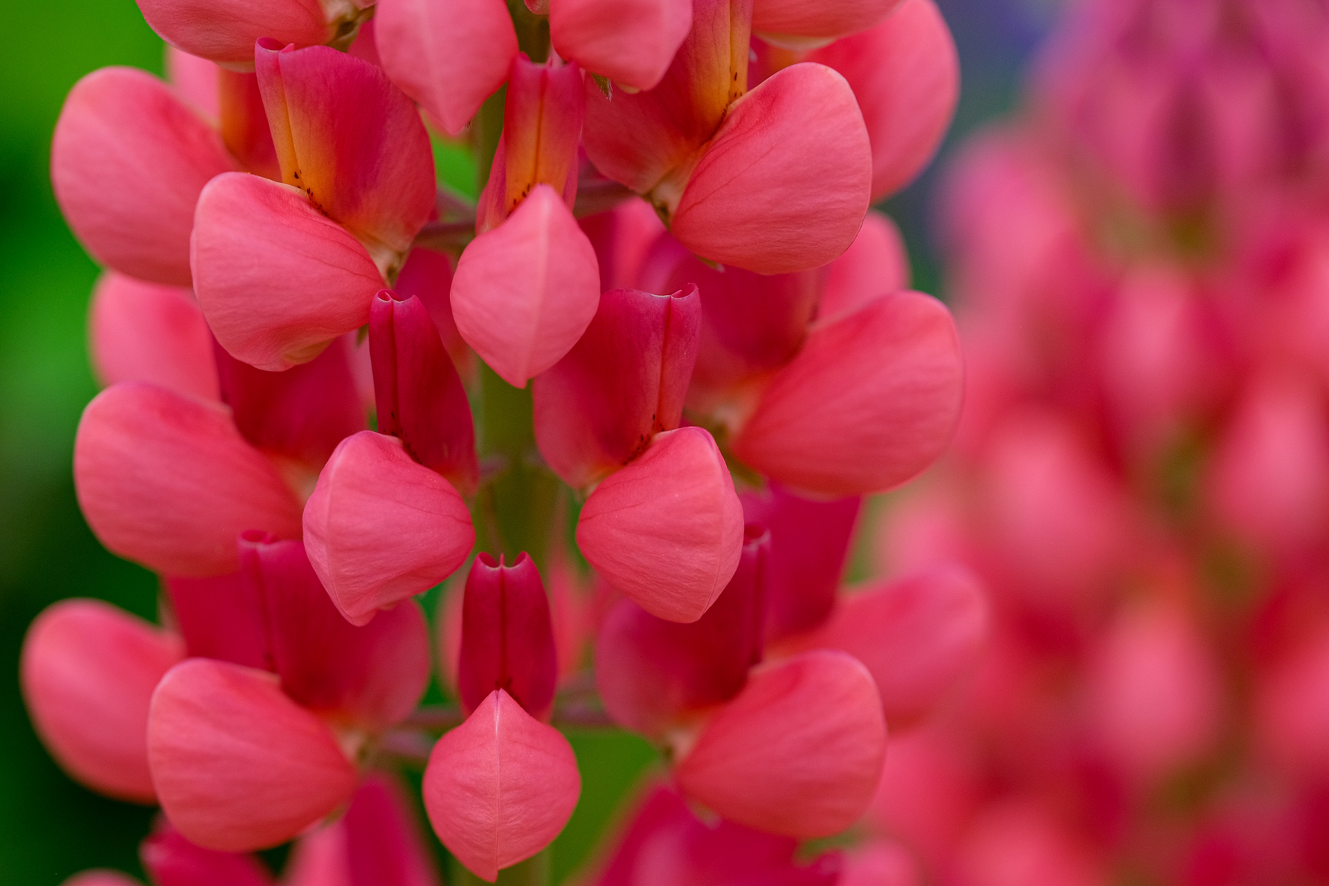 Lupine 'Morello Cherry'