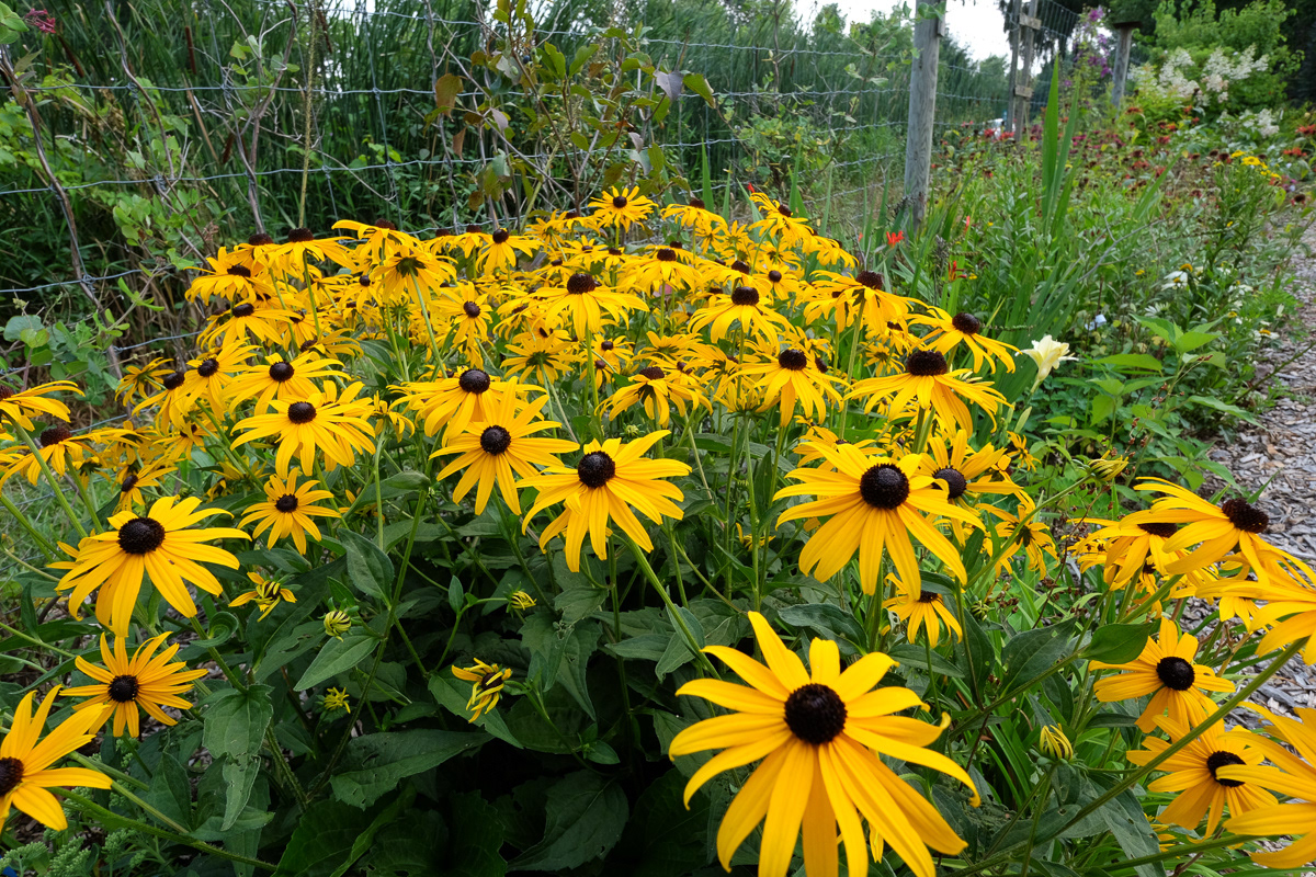 rudbeckia
