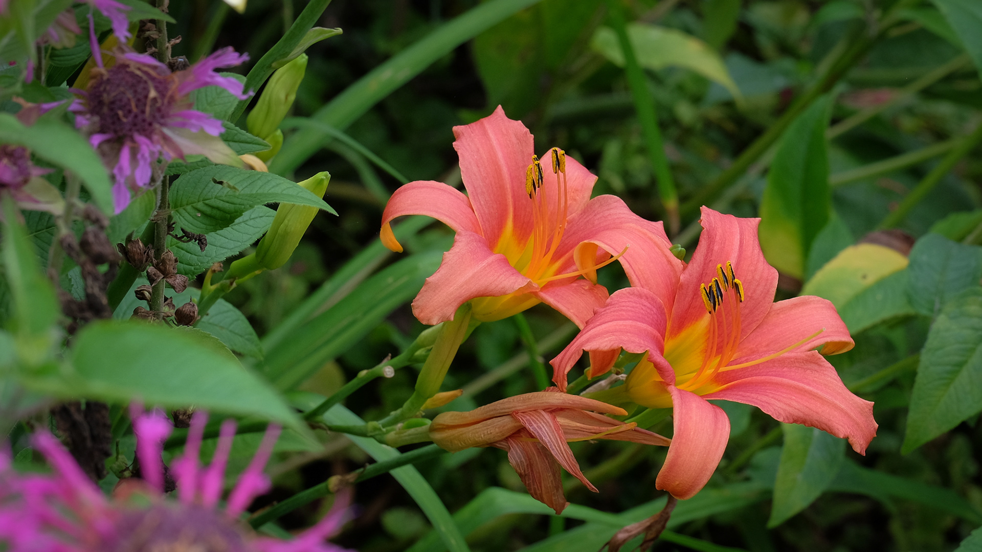 hemerocallis, daylily