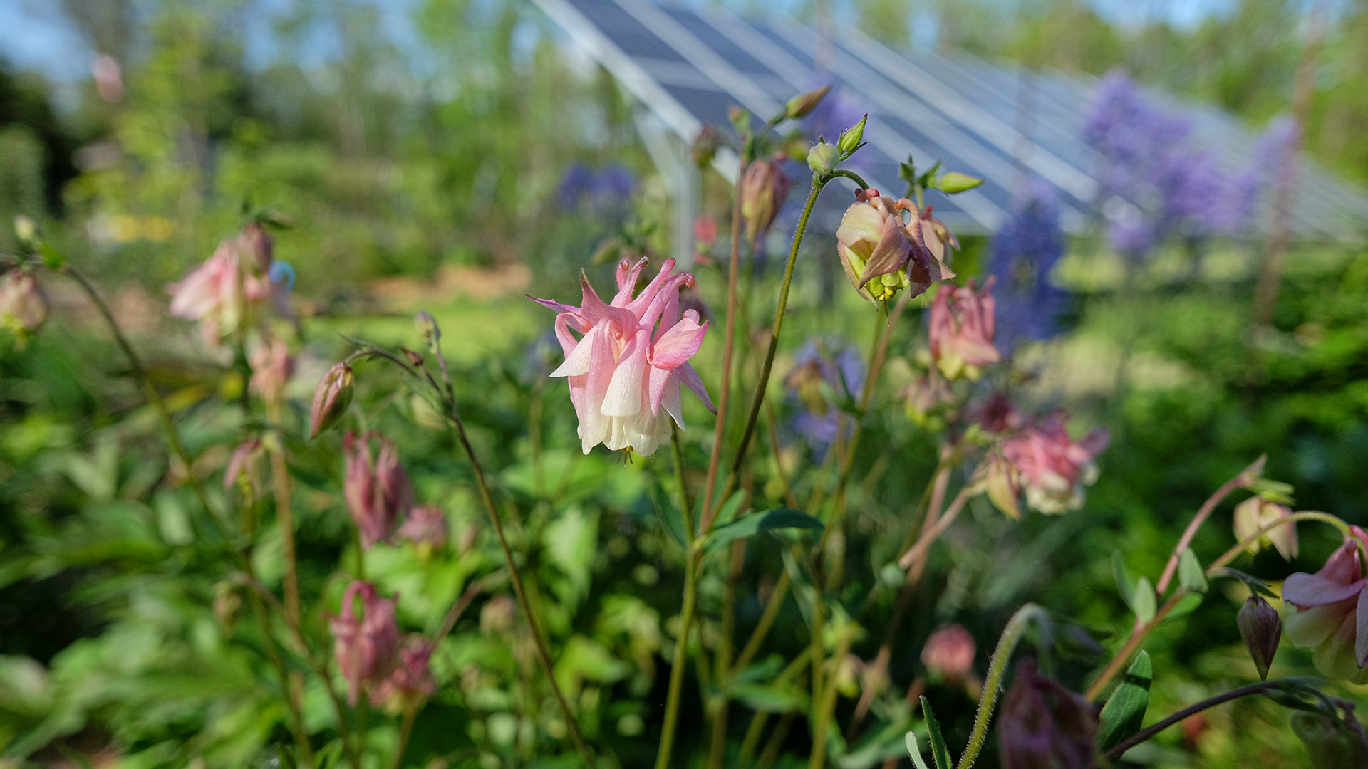 columbine