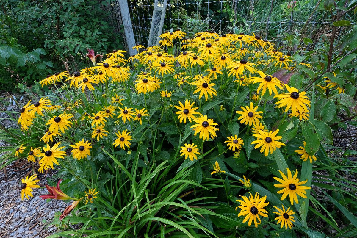 rudbeckia