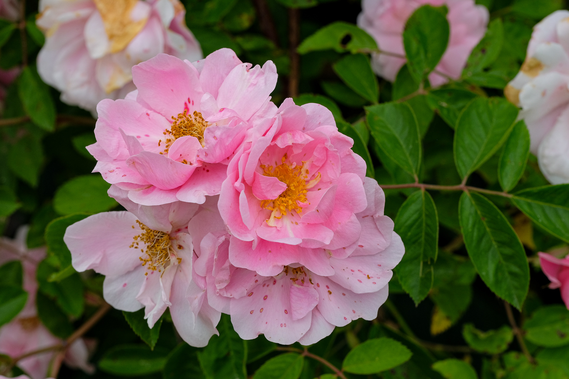rose 'Lilian Gibson'