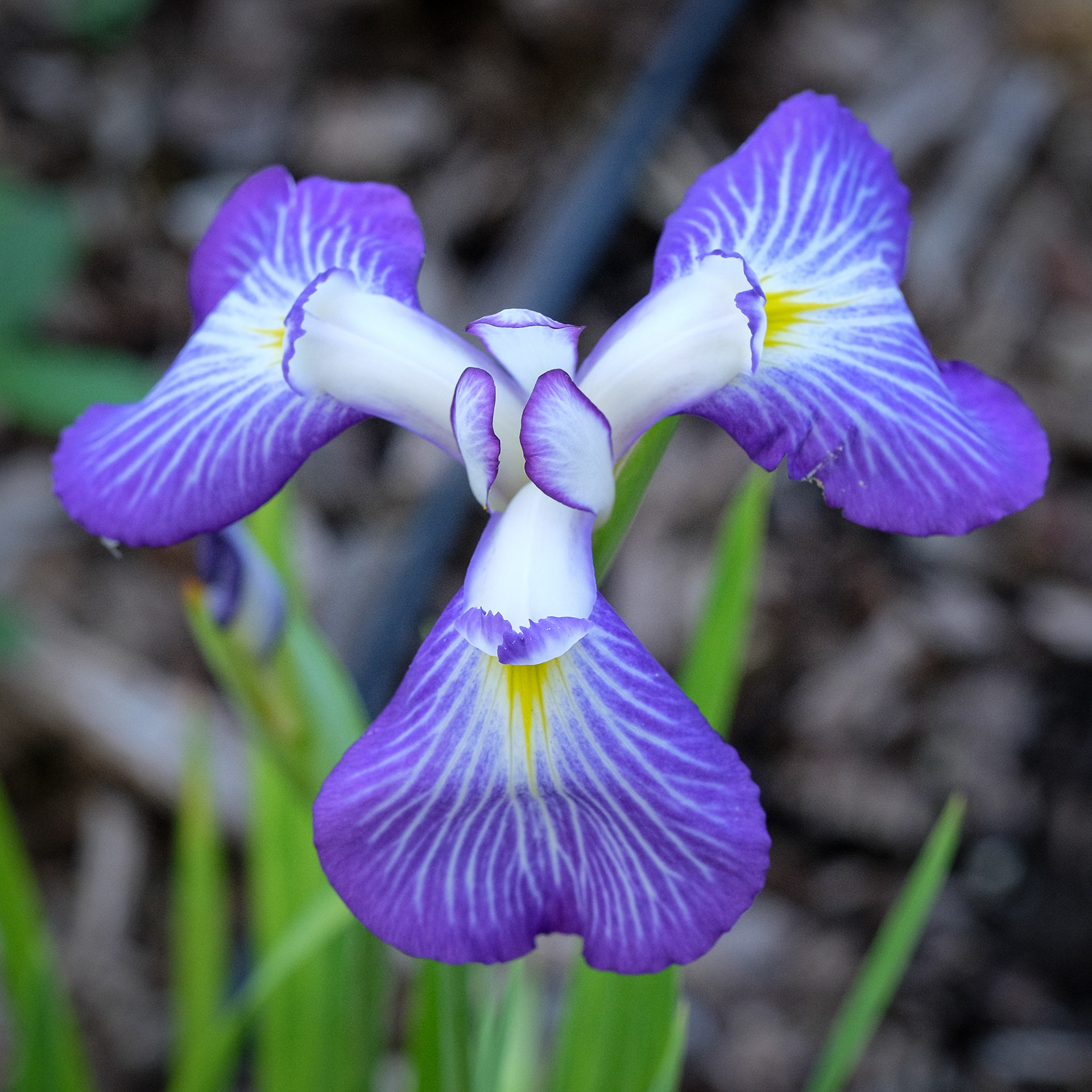 'Yamanobe' (Kamo Nursery by Society for Japanese Irises, R. 1999)
