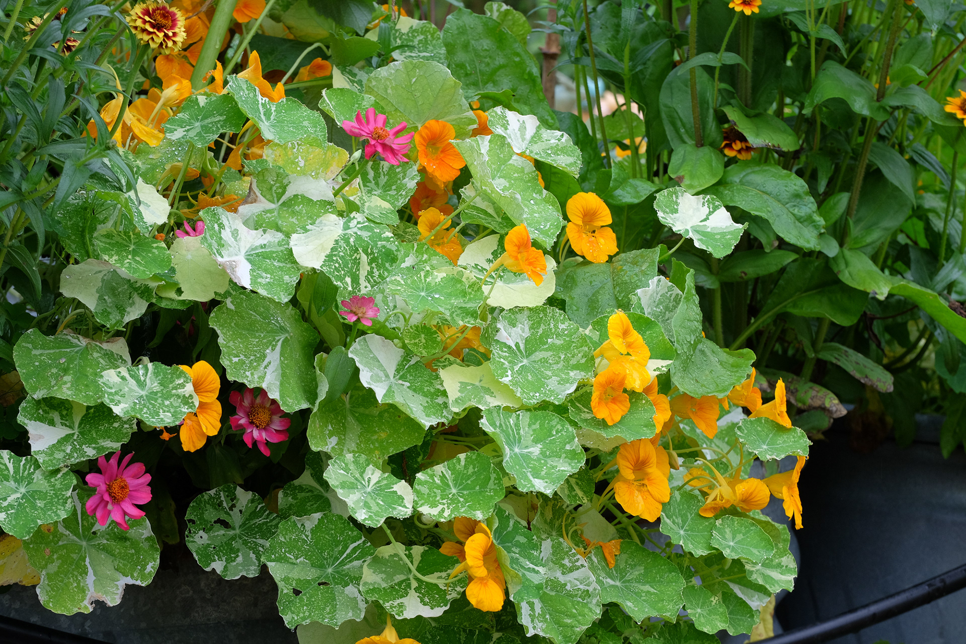 nasturtium 'Alaska mix'
