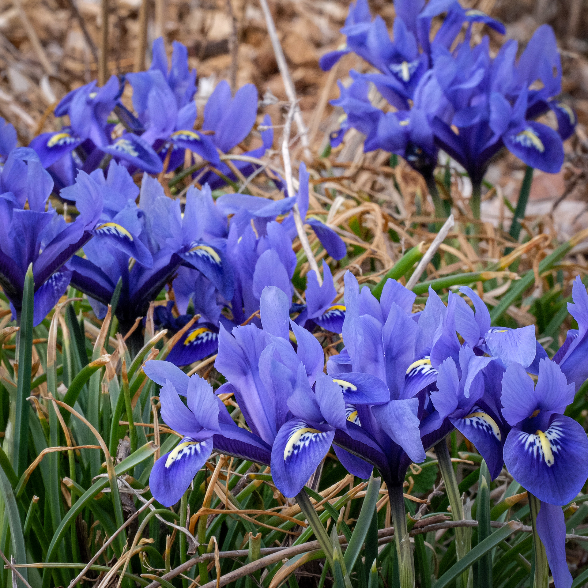 iris reticulata