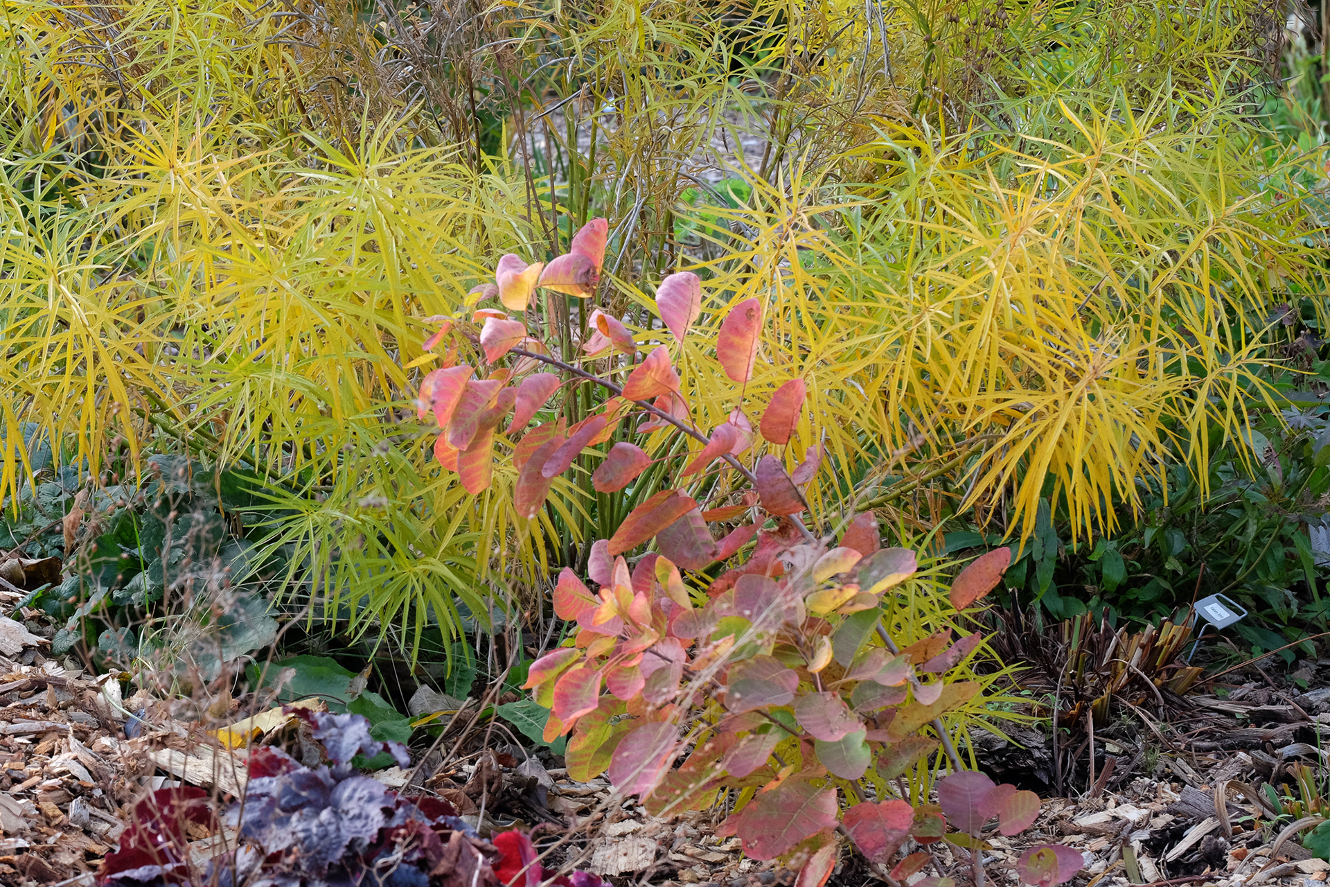 'Winecraft Gold' smokebush in front of amsonia hubrechtii