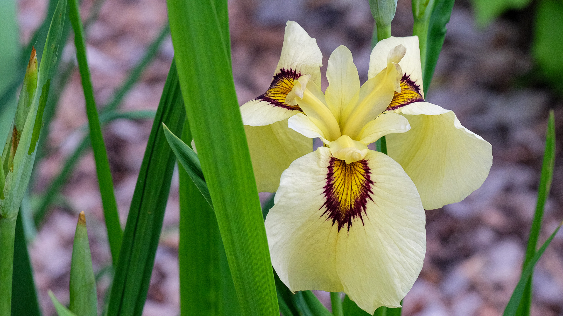 'Ryugan' (Hiroshi Shimizu by Carol Warner, R. 2008)