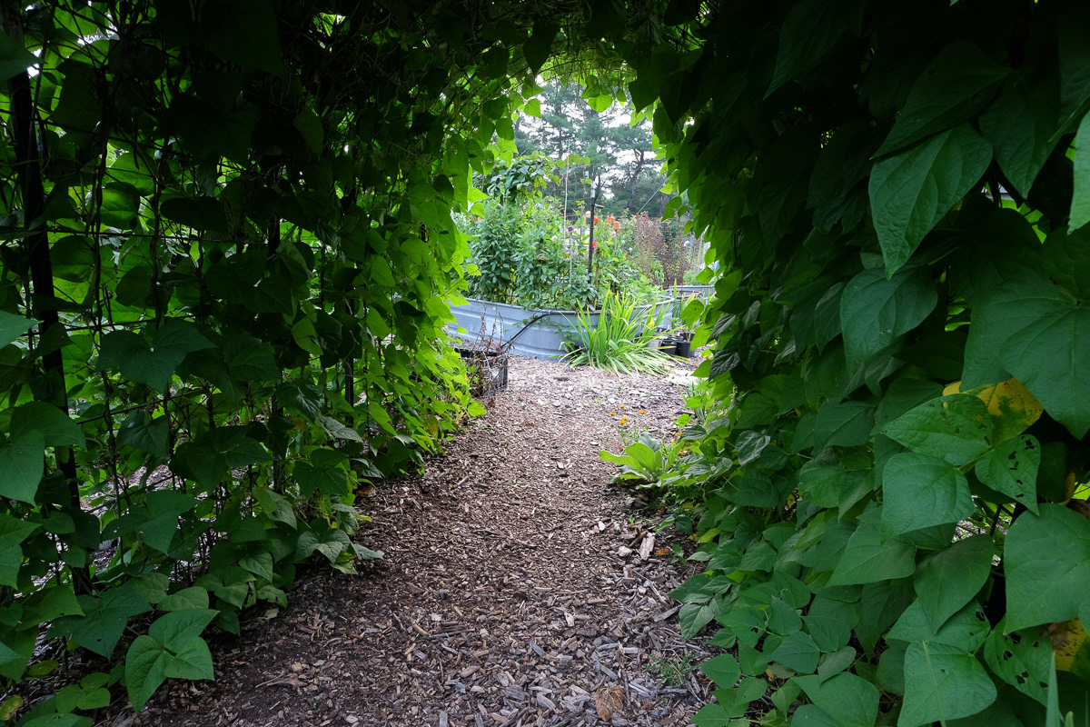 bean arch