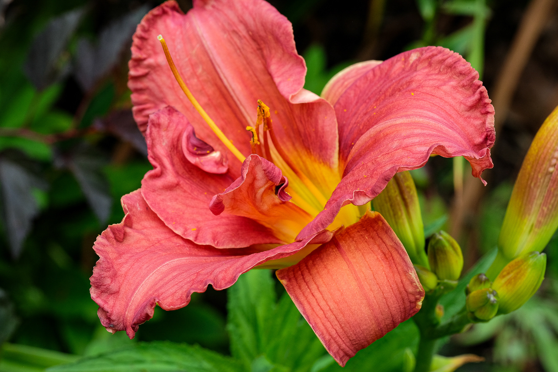 hemerocallis NOID