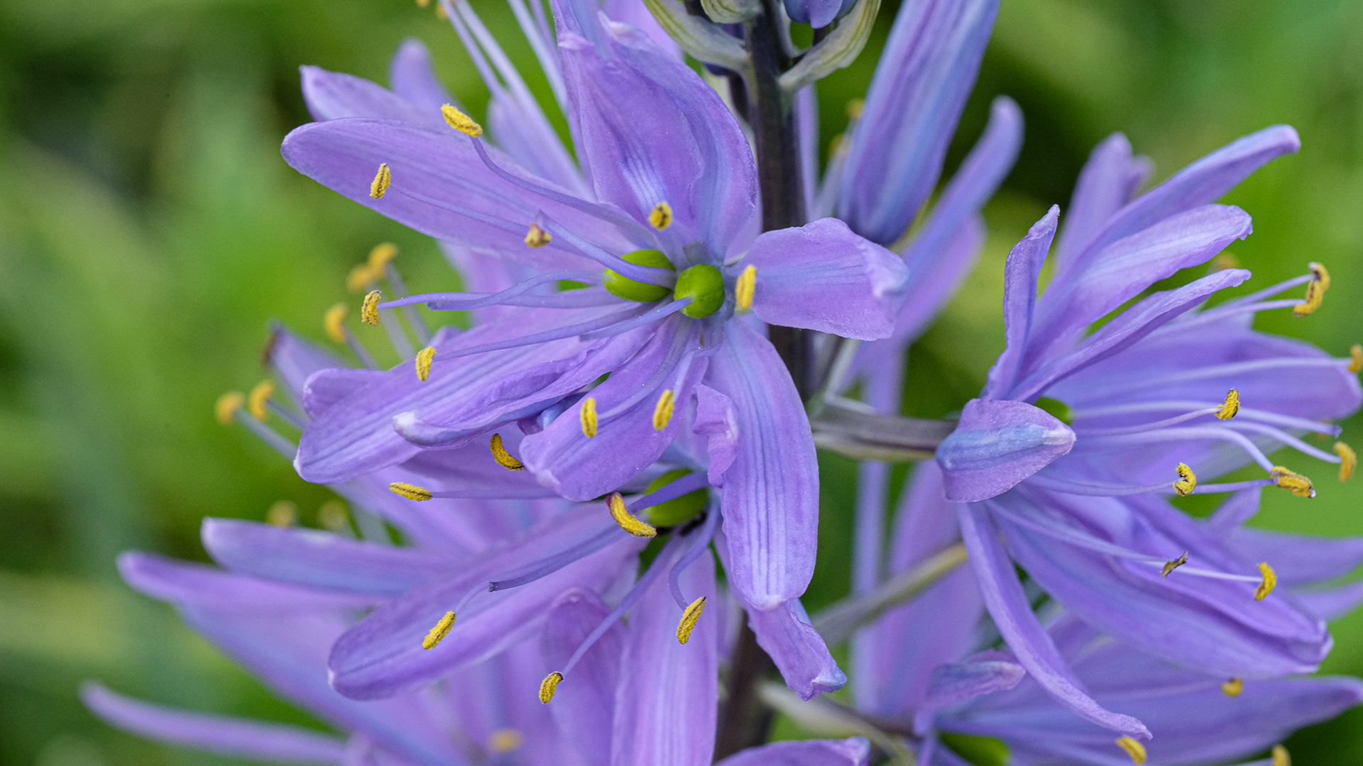 camassia