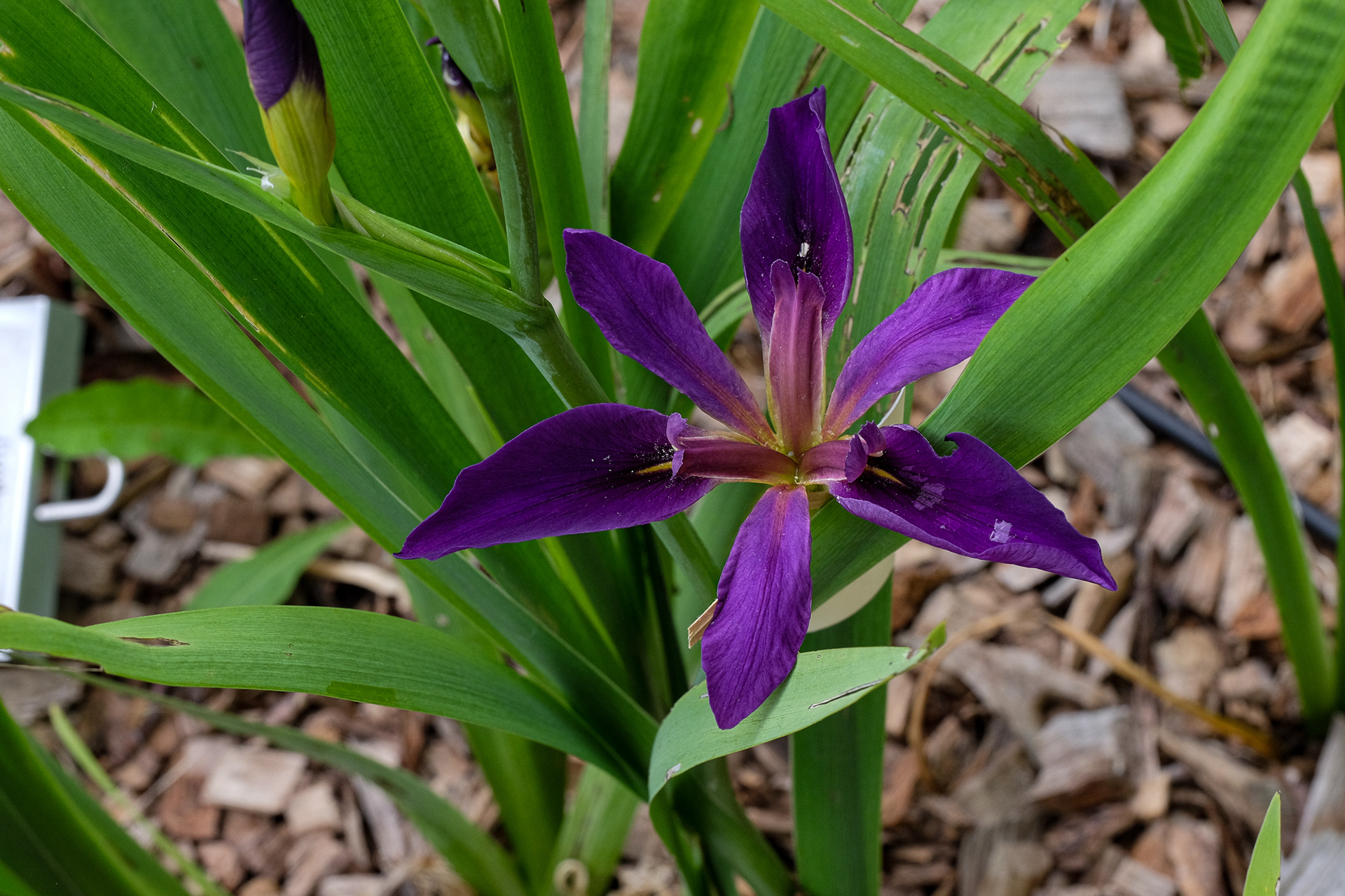 'Dorothea K. Williamson' (E. B. Williamson, R. 1918)