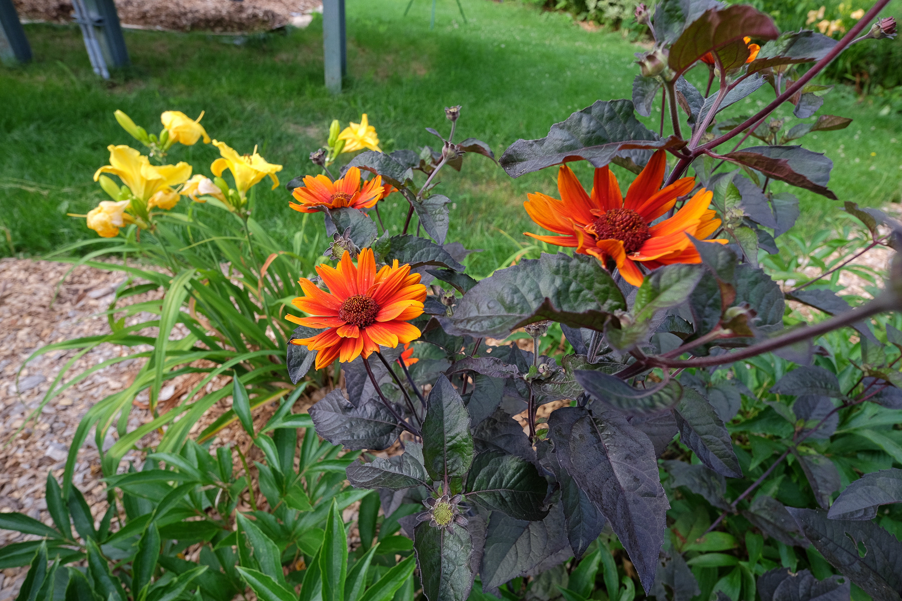heliopsis 'Burning Hearts'