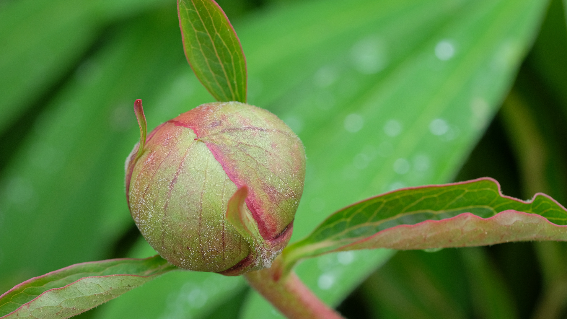 peony