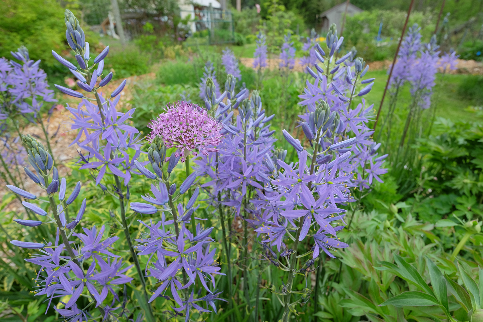 Camassia leichtlinii Caerulea