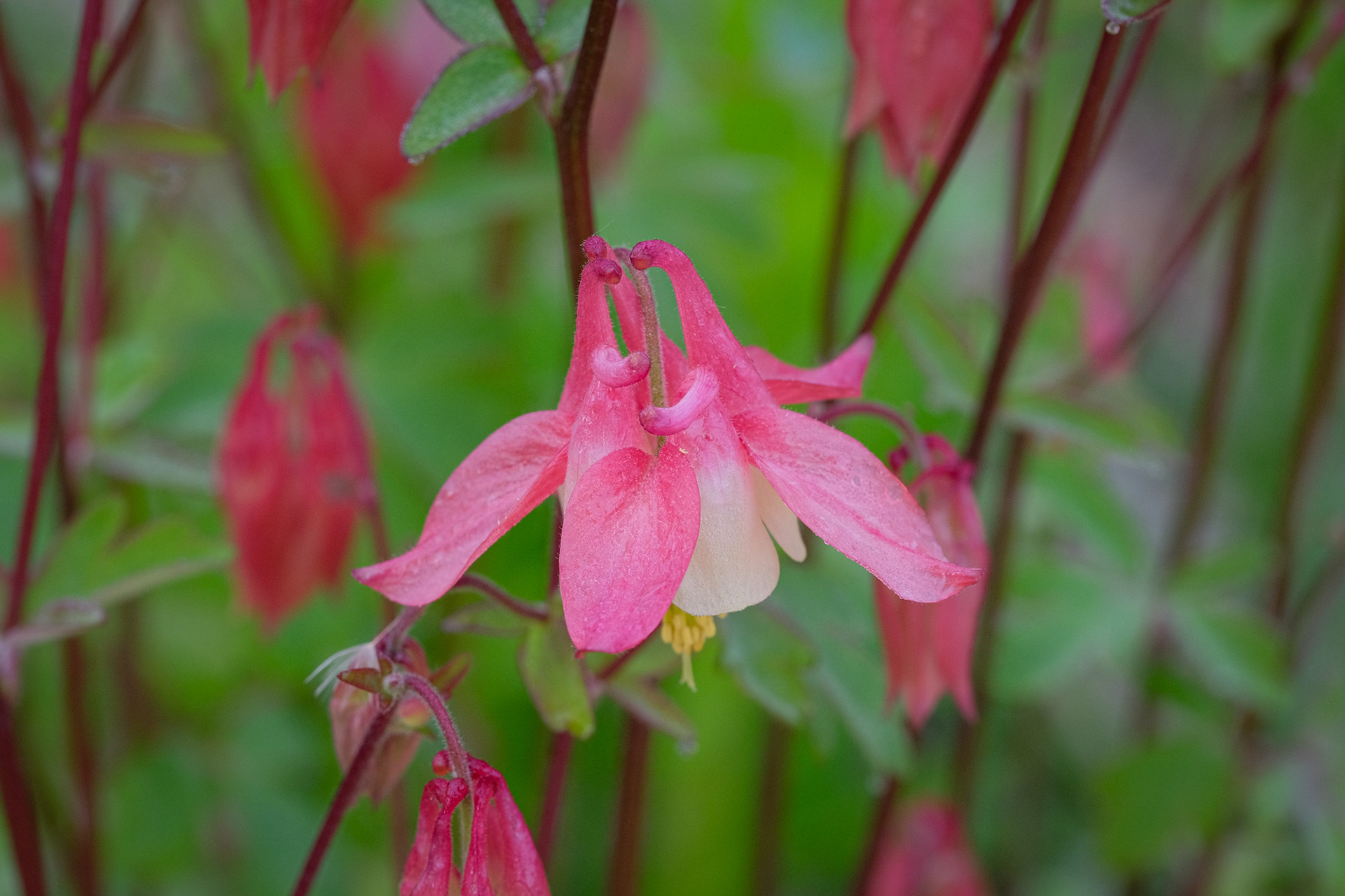 aquilegia vulgaris