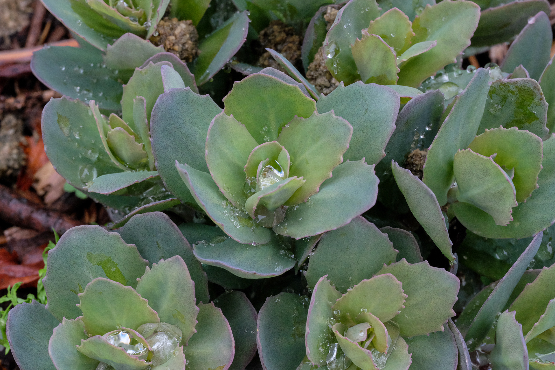 Sedum 'Thunderhead'