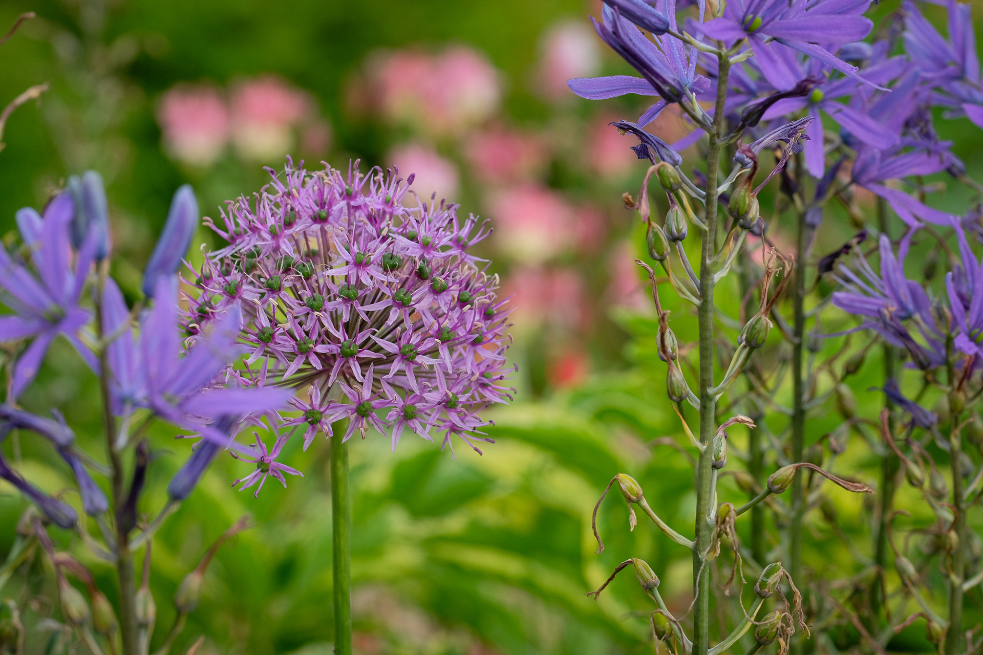 Allium and camassia