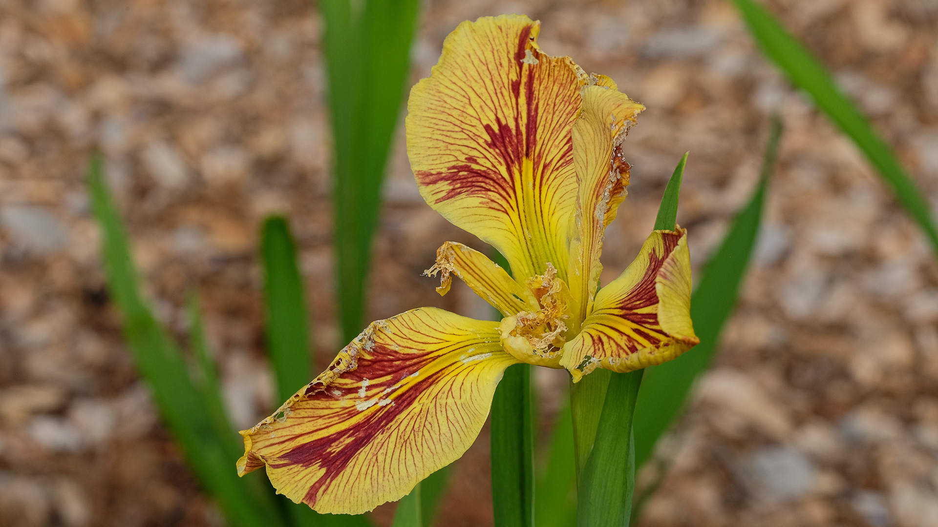 'Annette Brown' (Harry Wolford, R. 2013) - damaged by bud fly