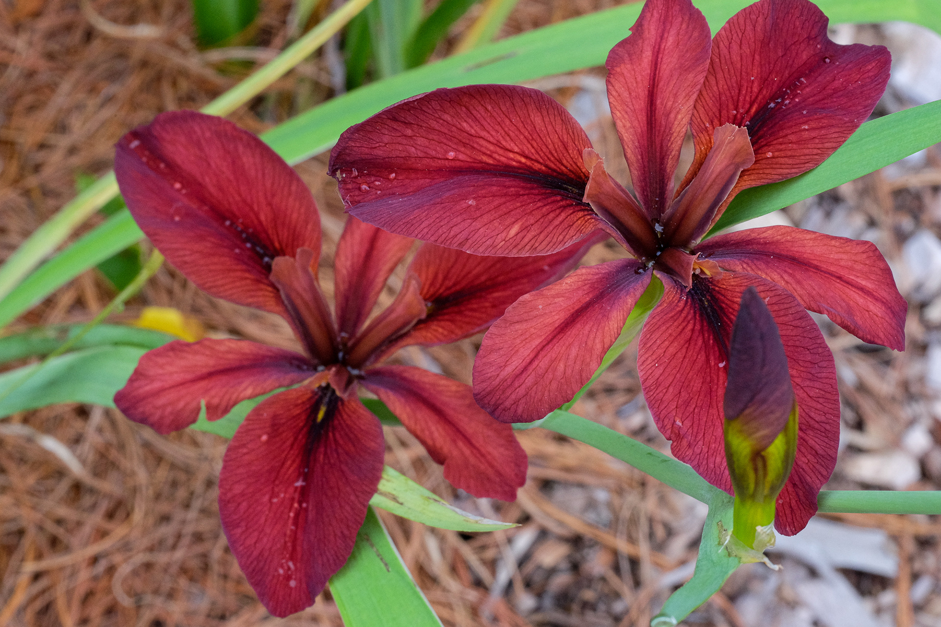 Louisiana iris 'Red Echo'