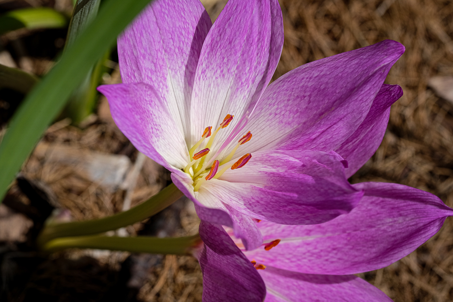 Colchicum autumnale (var. unknown)
