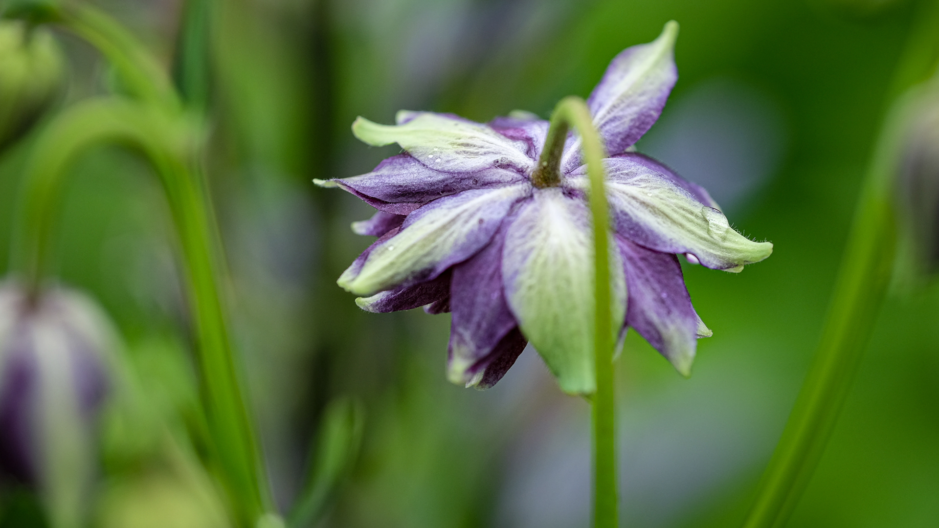 aquilegia, columbine