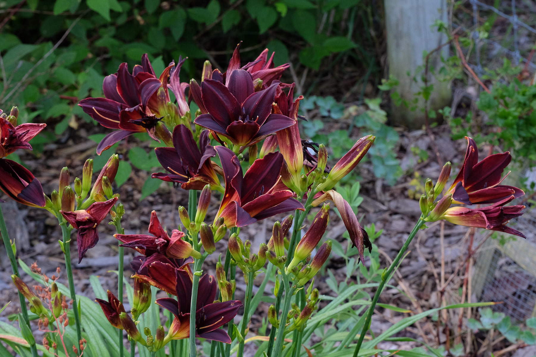 hemerocallis NOID