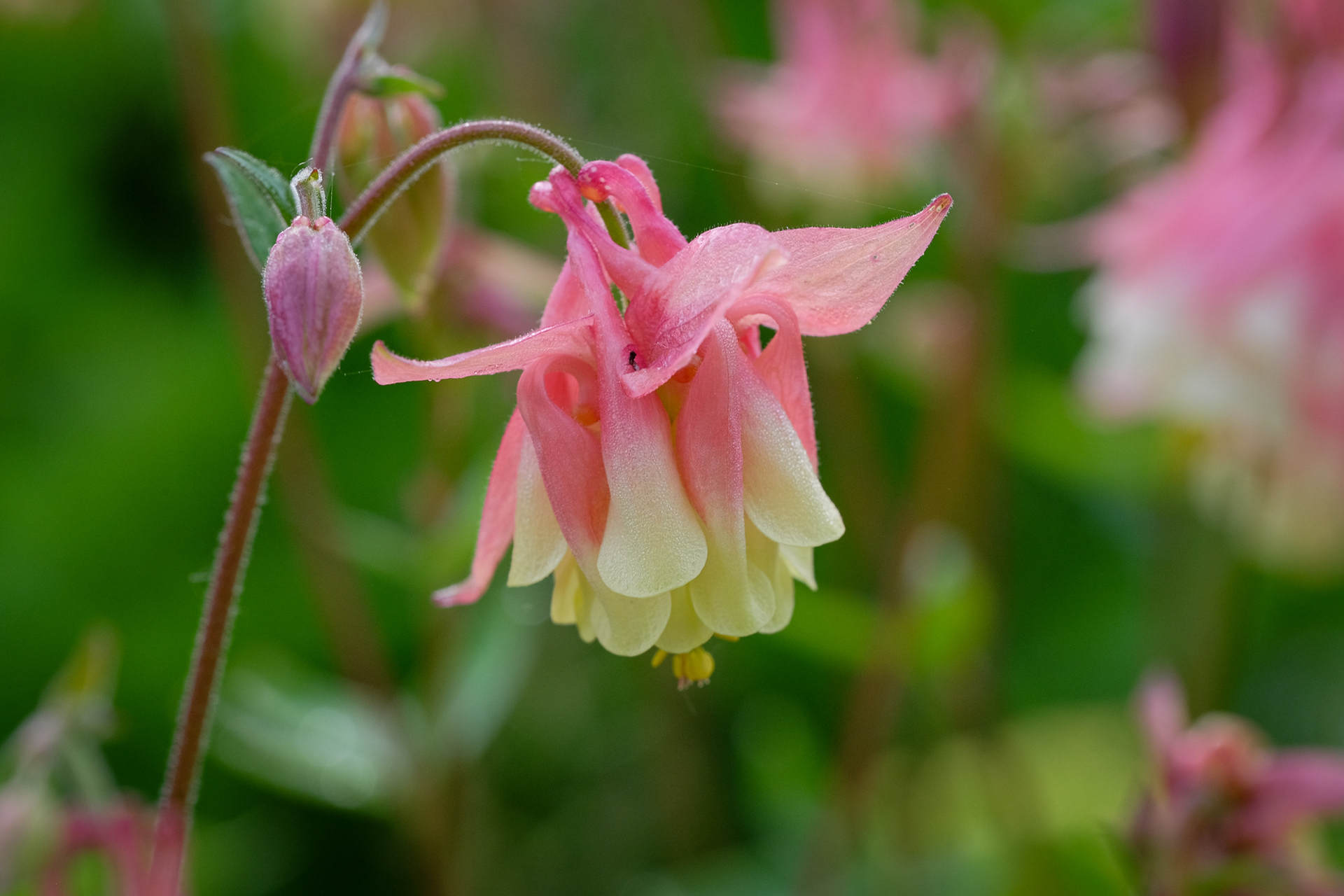aquilegia vulgaris