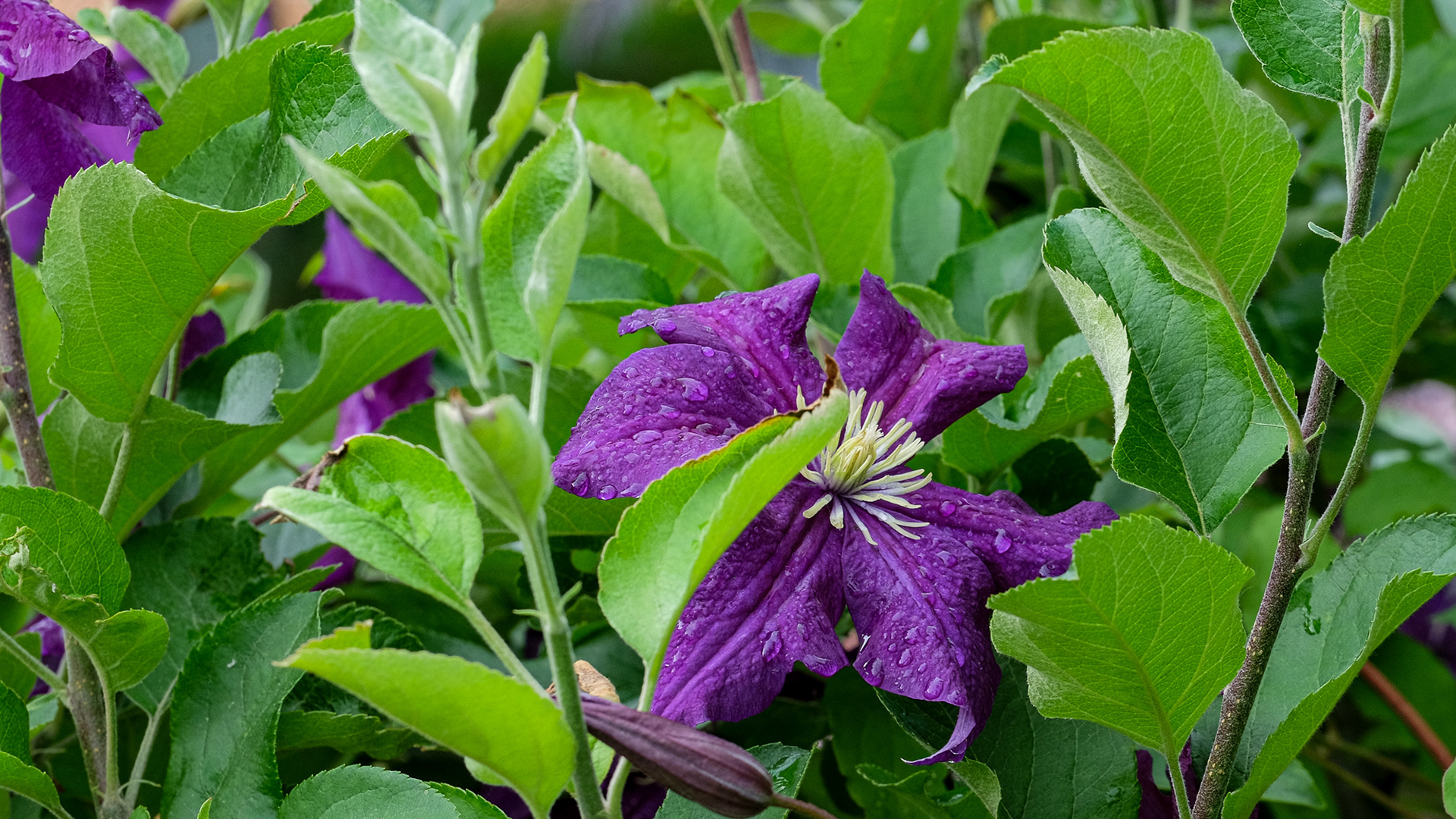 clematis