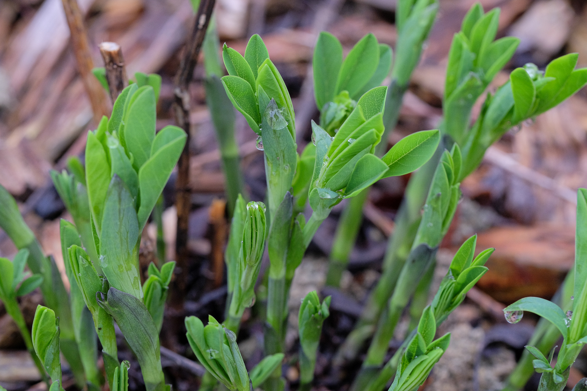 baptisia