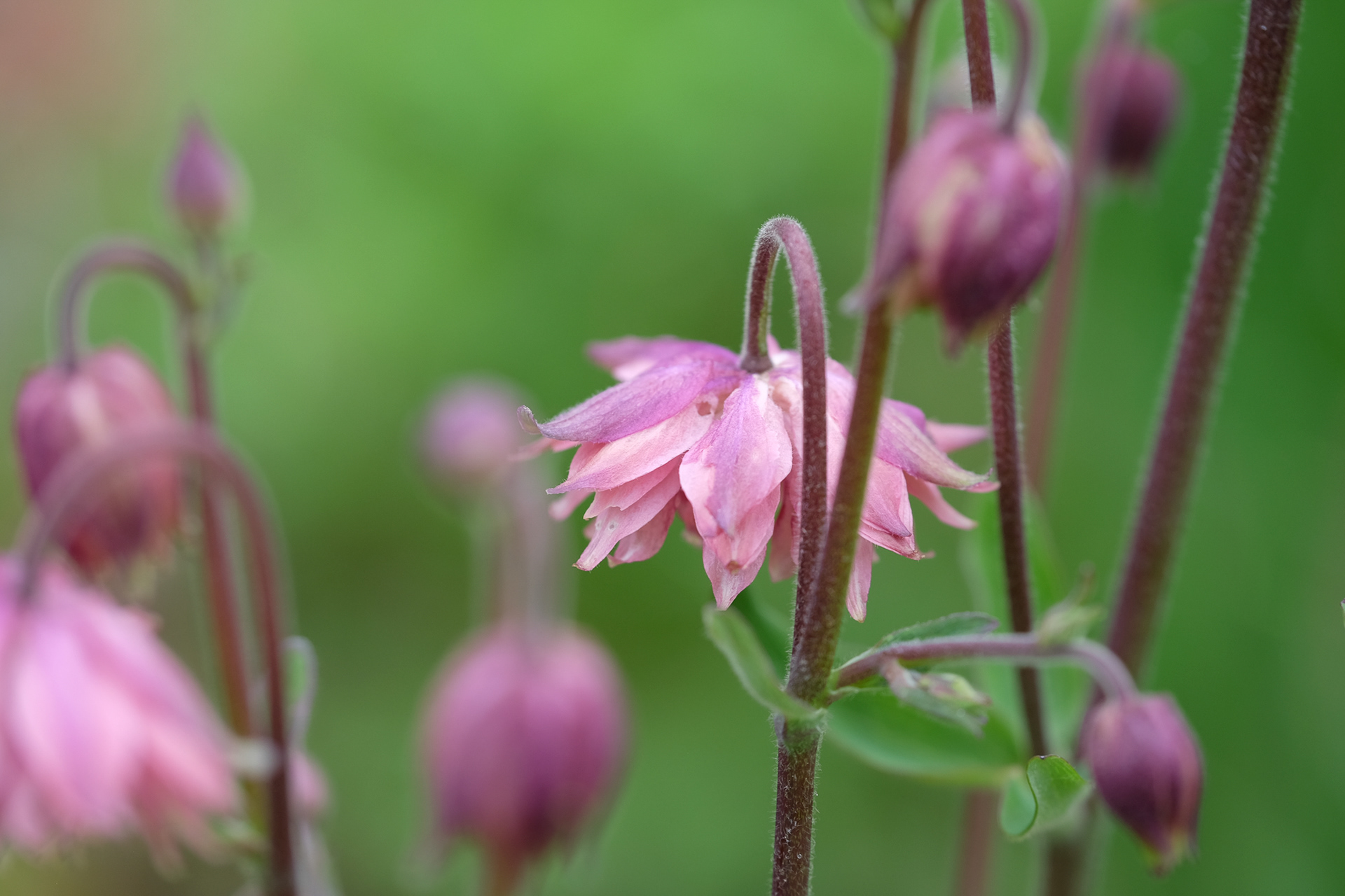 aquilegia, columbine