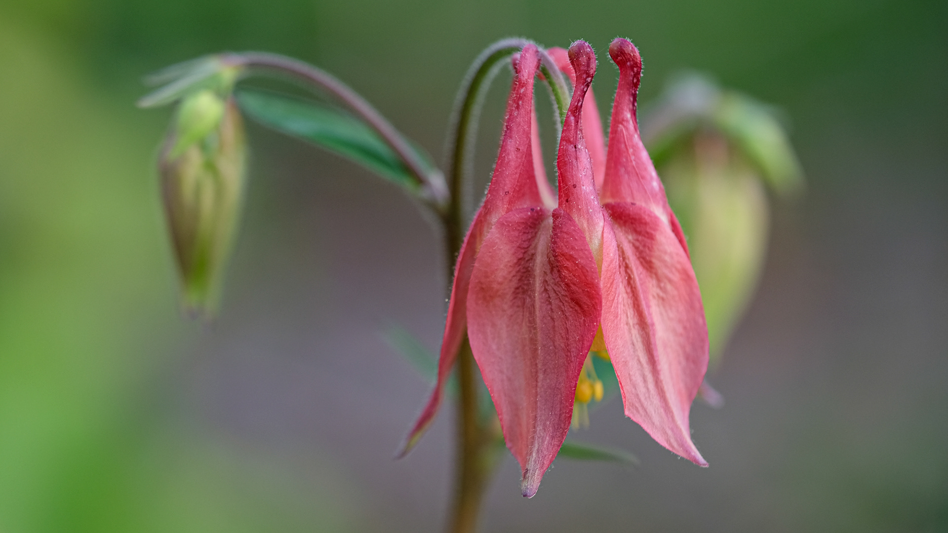 aquilegia canadensis