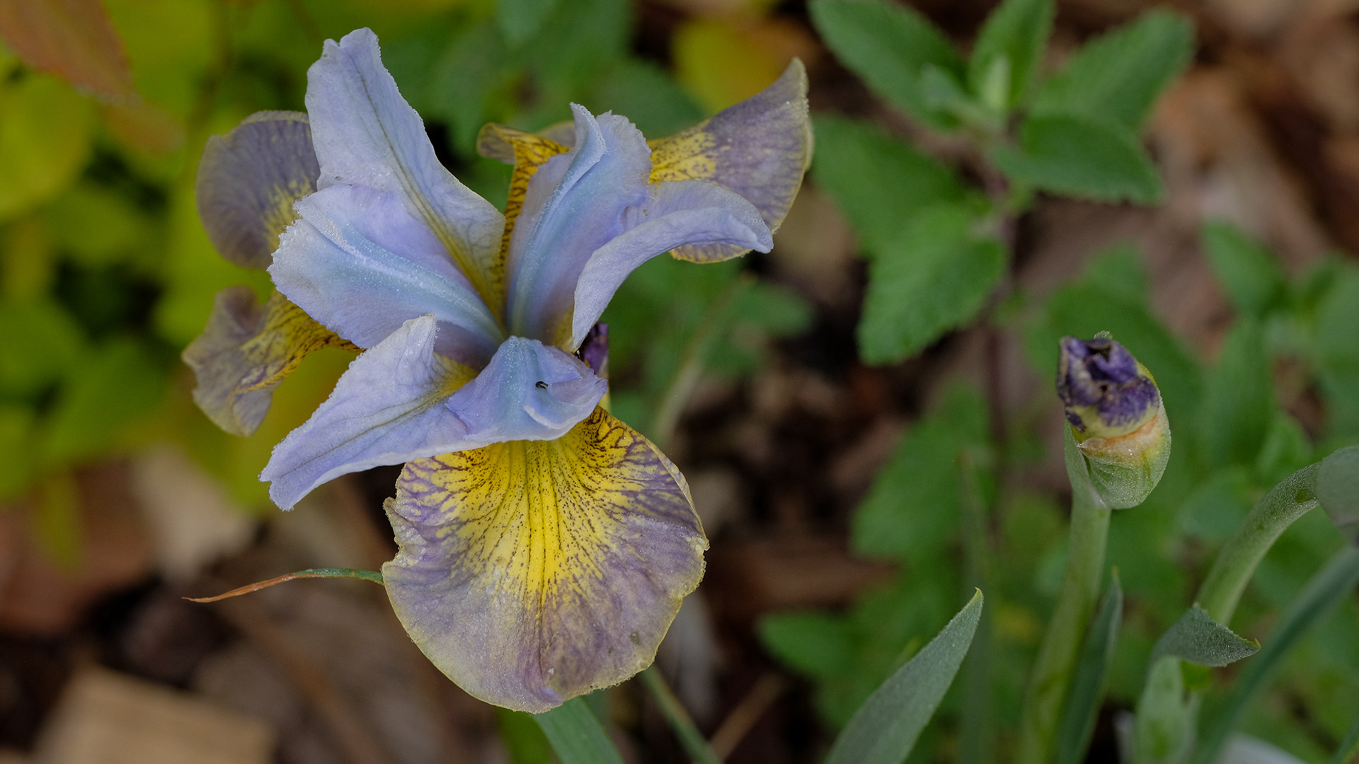 Siberian seedling from Schafer/Sacks