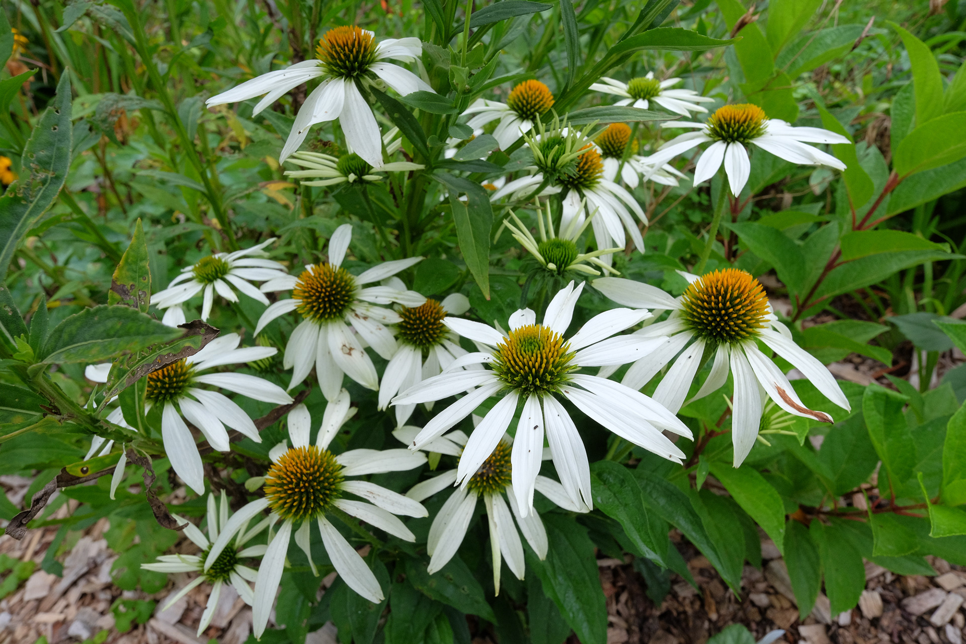 echinacea 'White Swan'