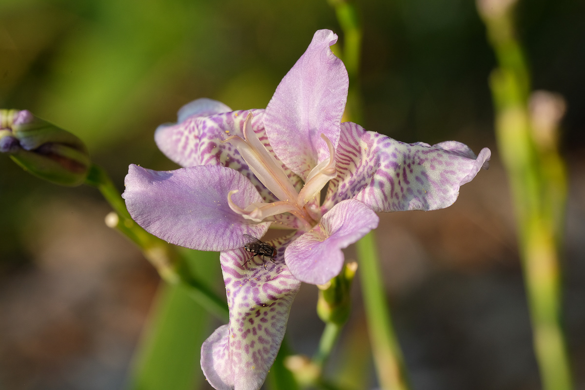 iris norrisii