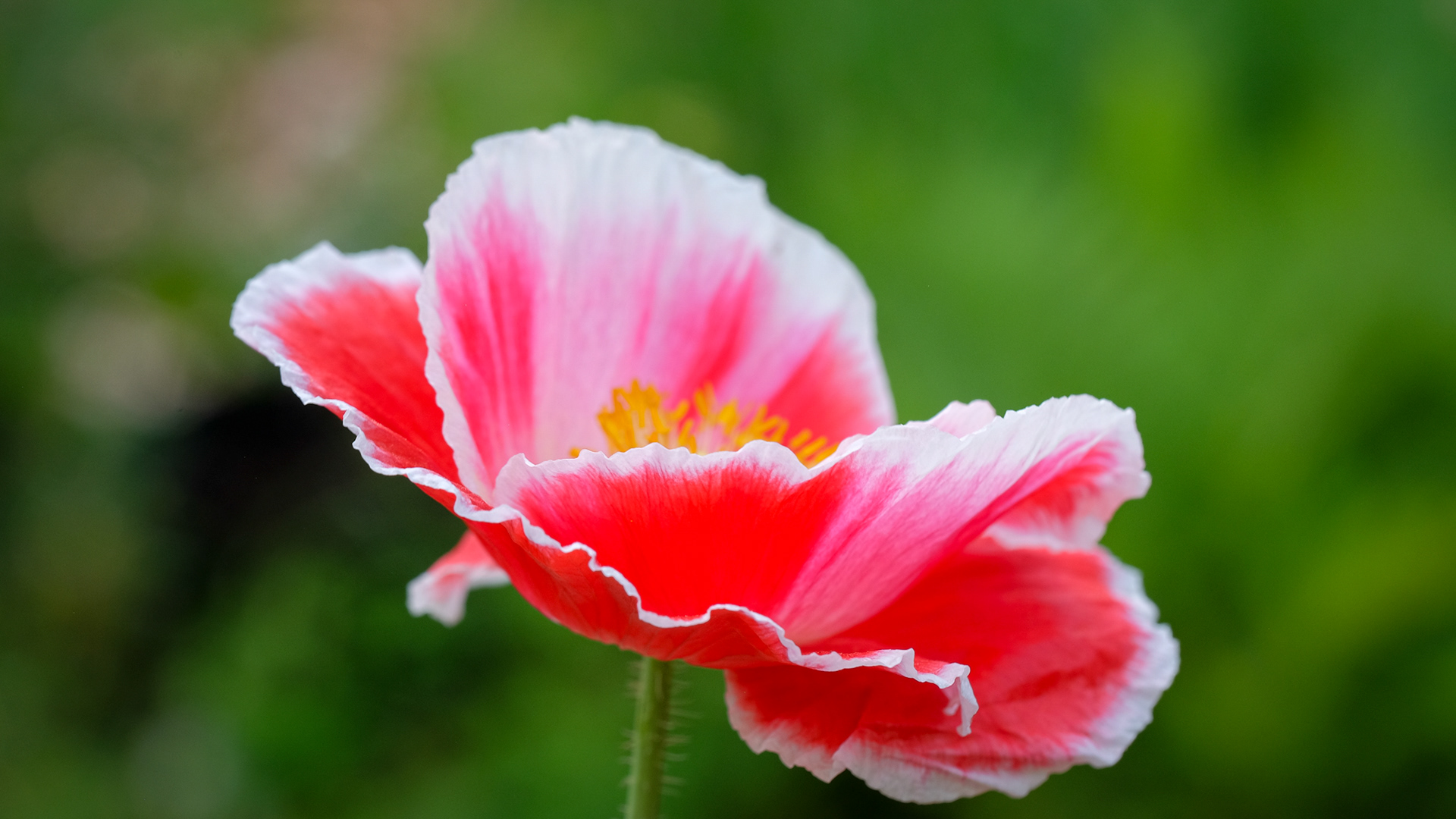 corn poppy