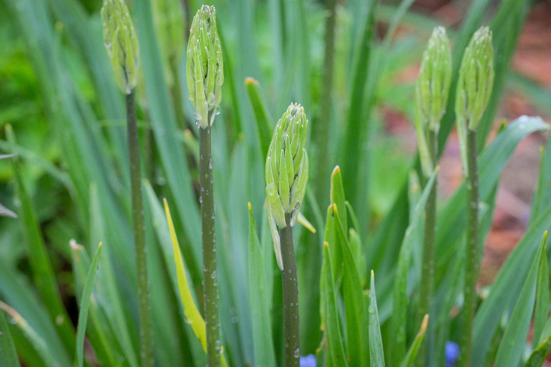 camassia