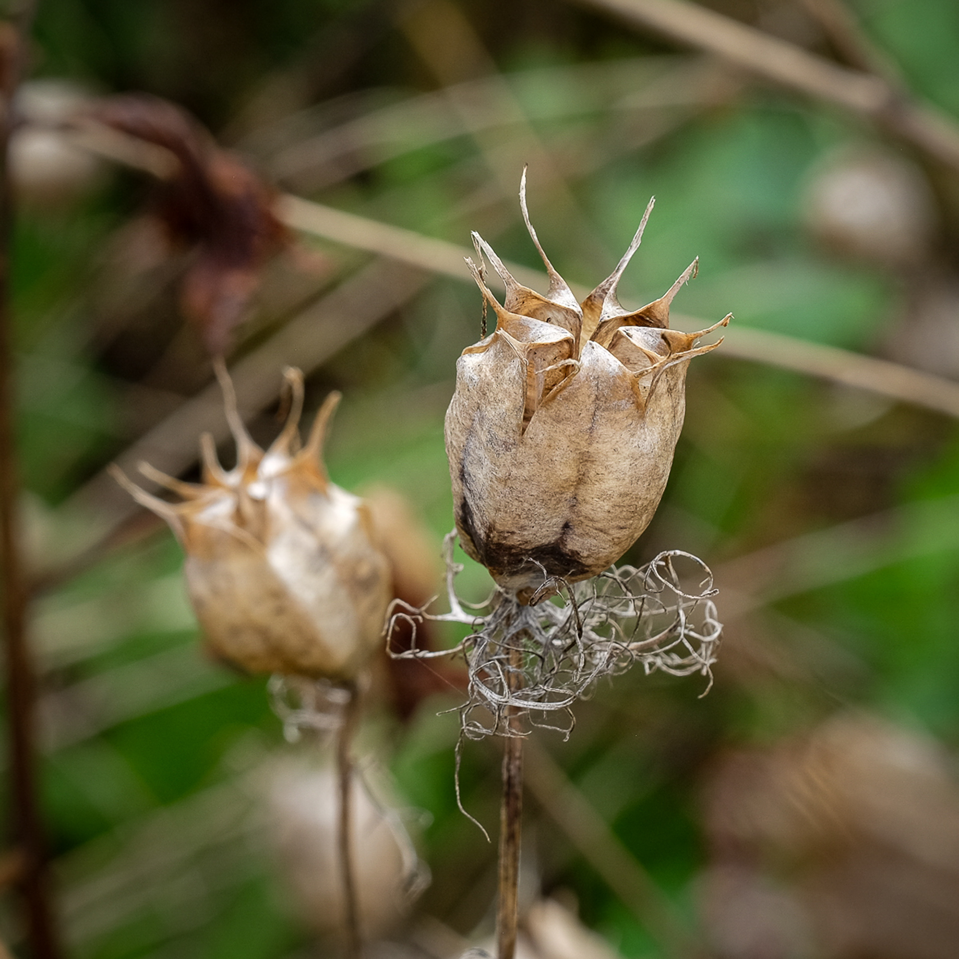 seedpod from nigella