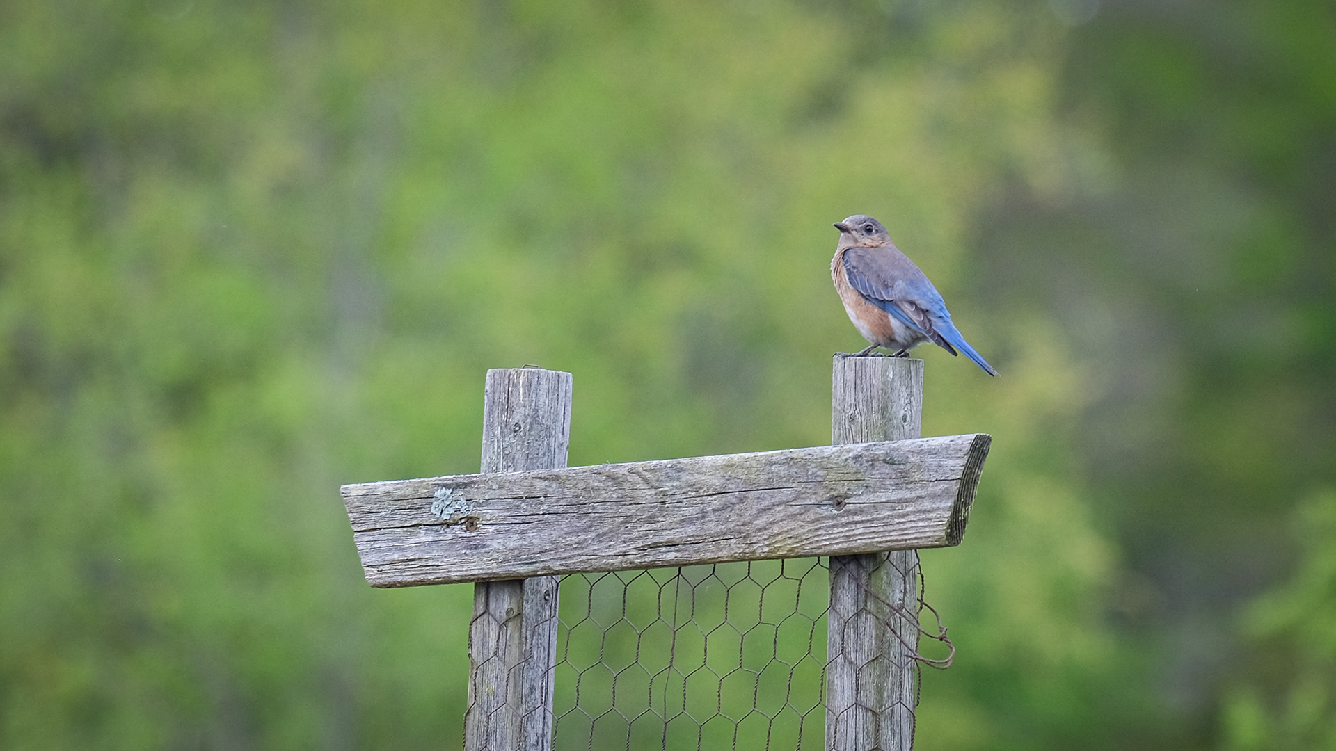 American bluebird