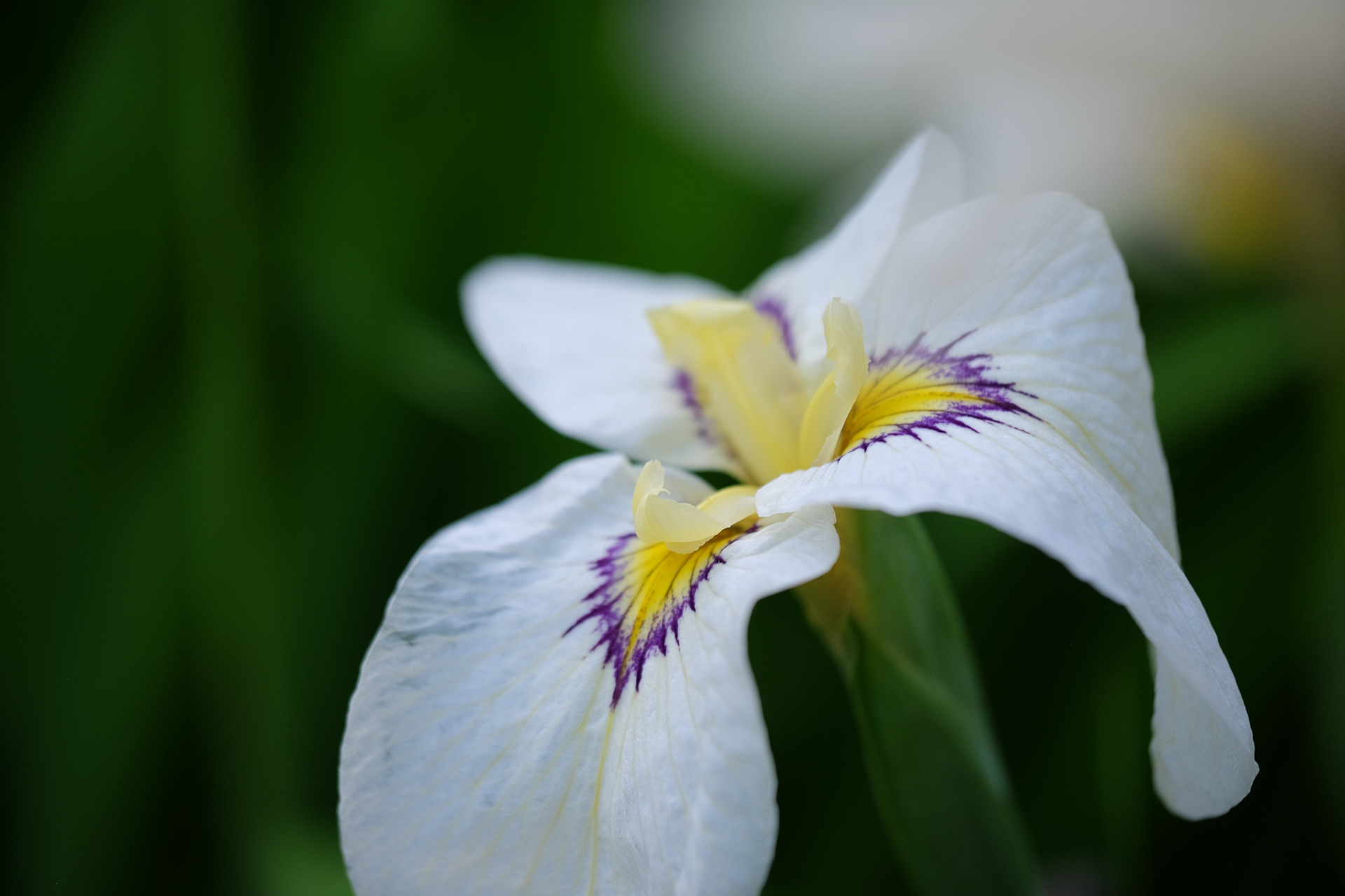 iris pseudata 'Byakuya no Kuni'