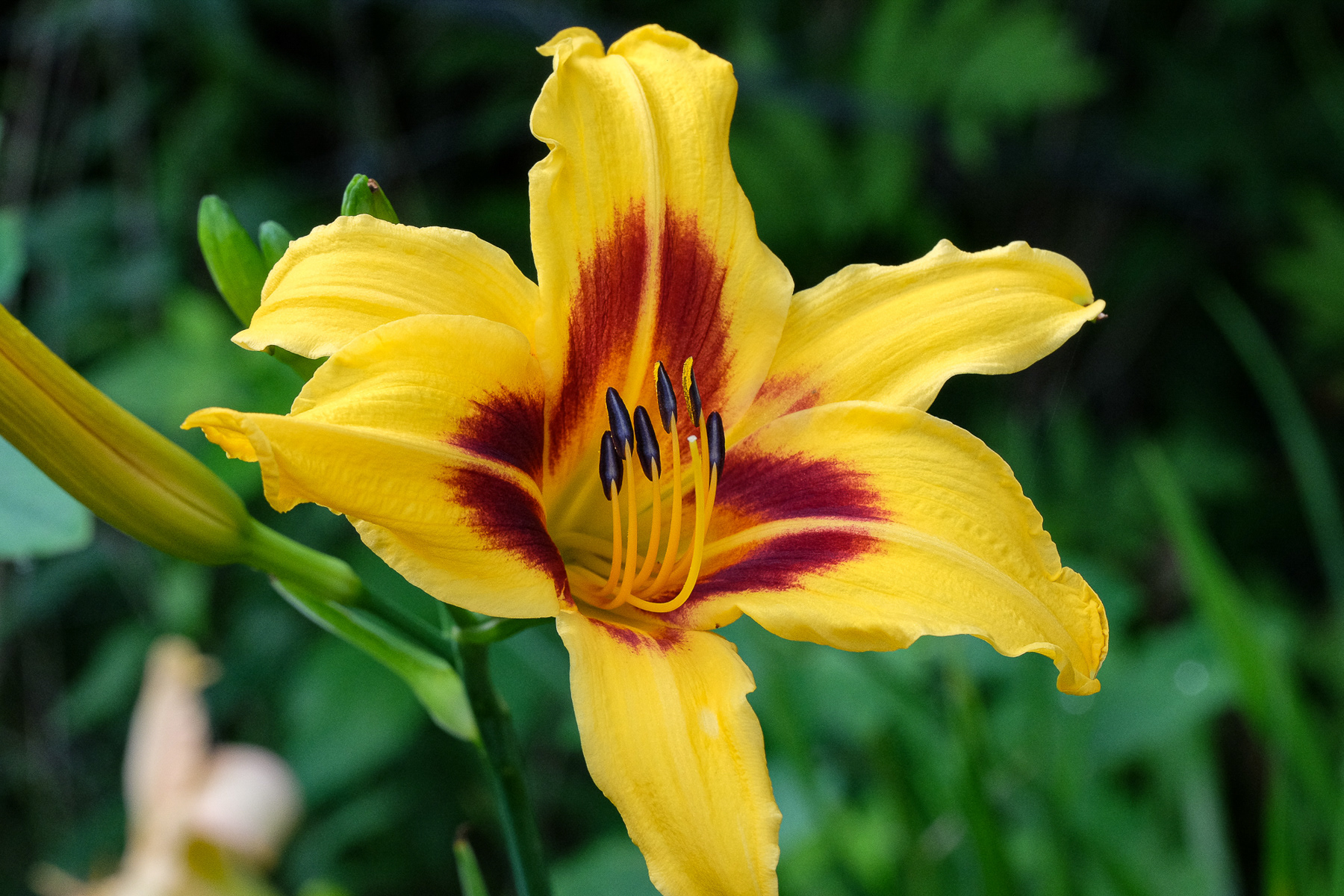 hemerocallis 'Bonanza'