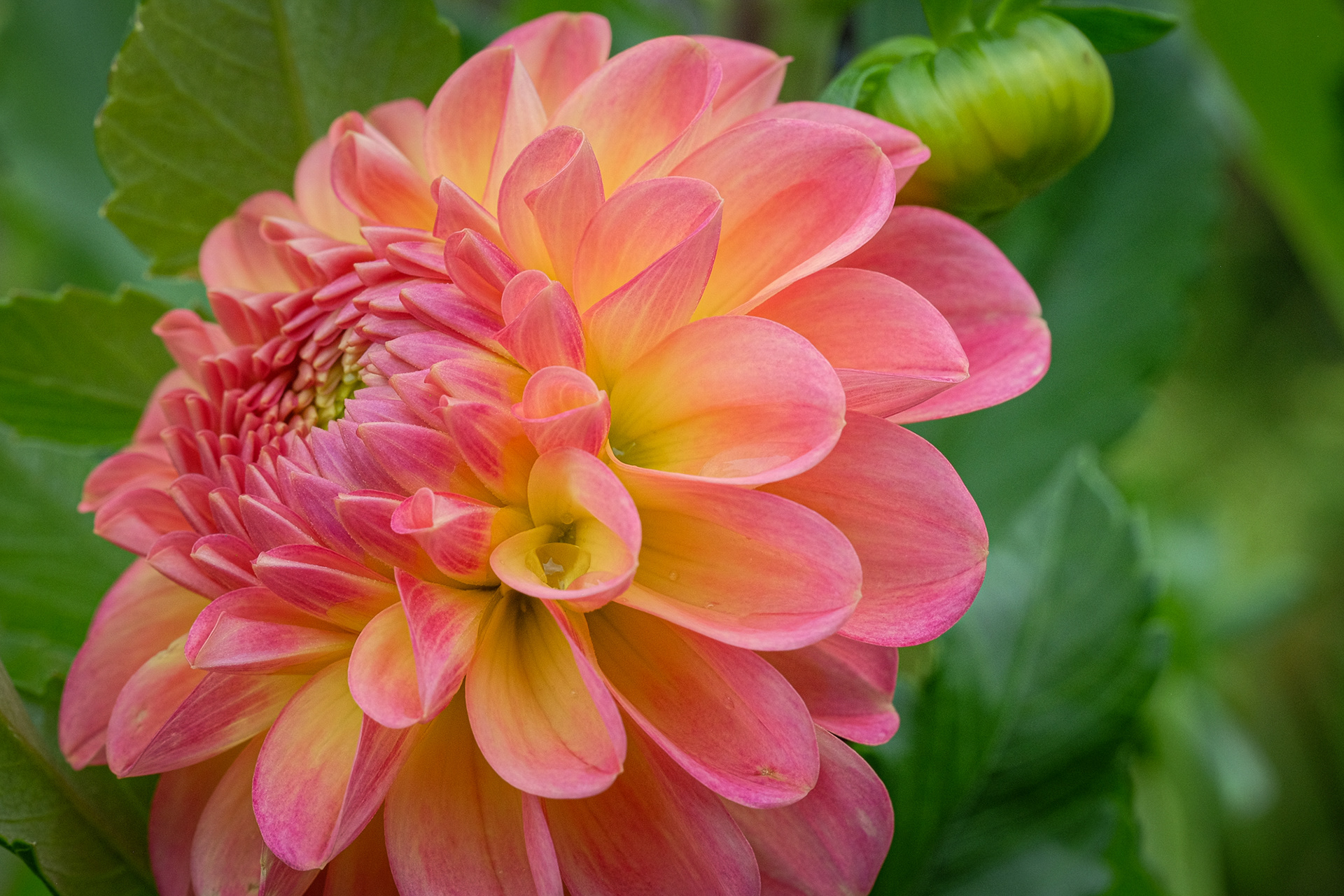 dahlia