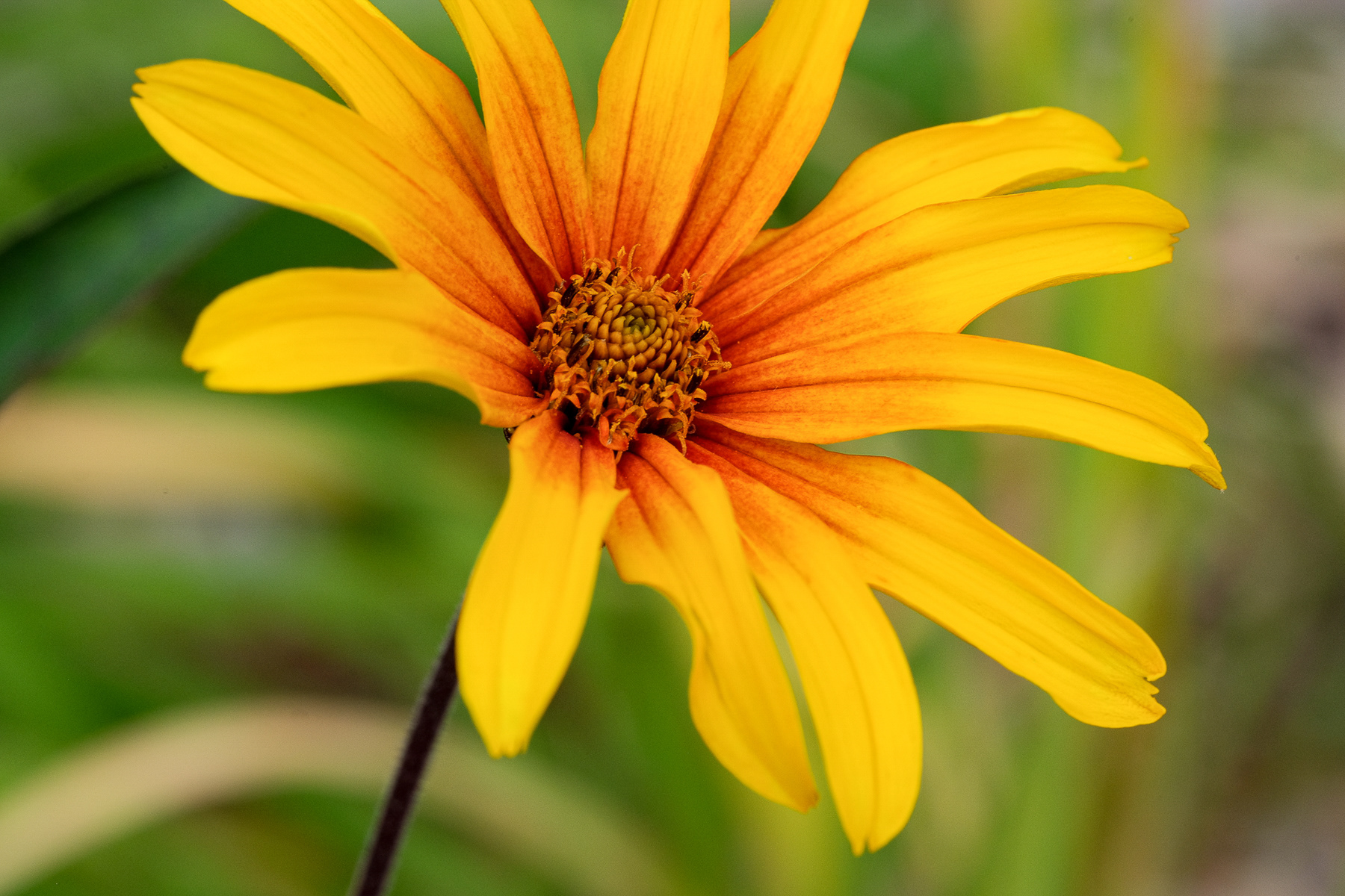 heliopsis 'Burning Hearts'