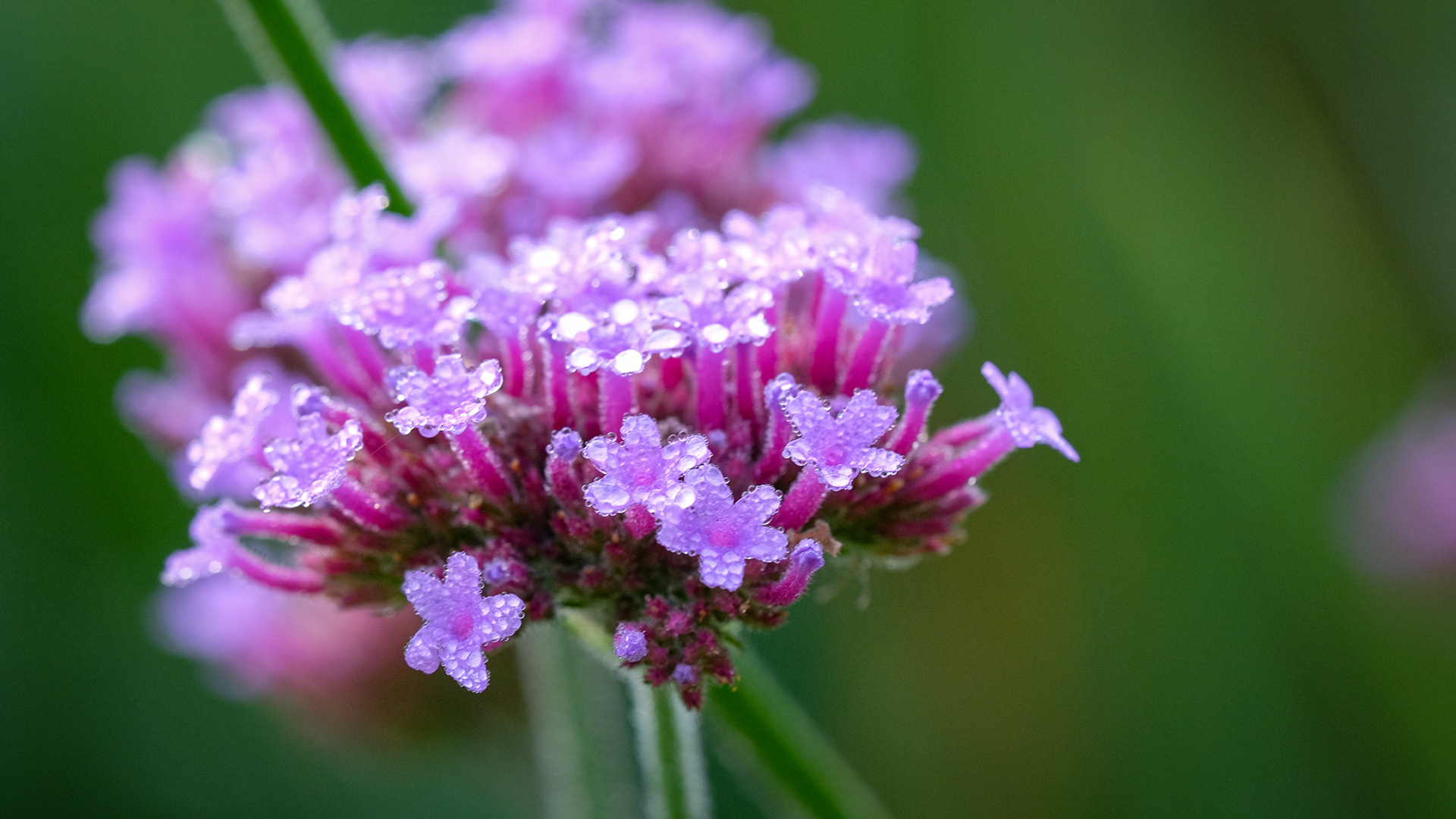 verbena bonariensis