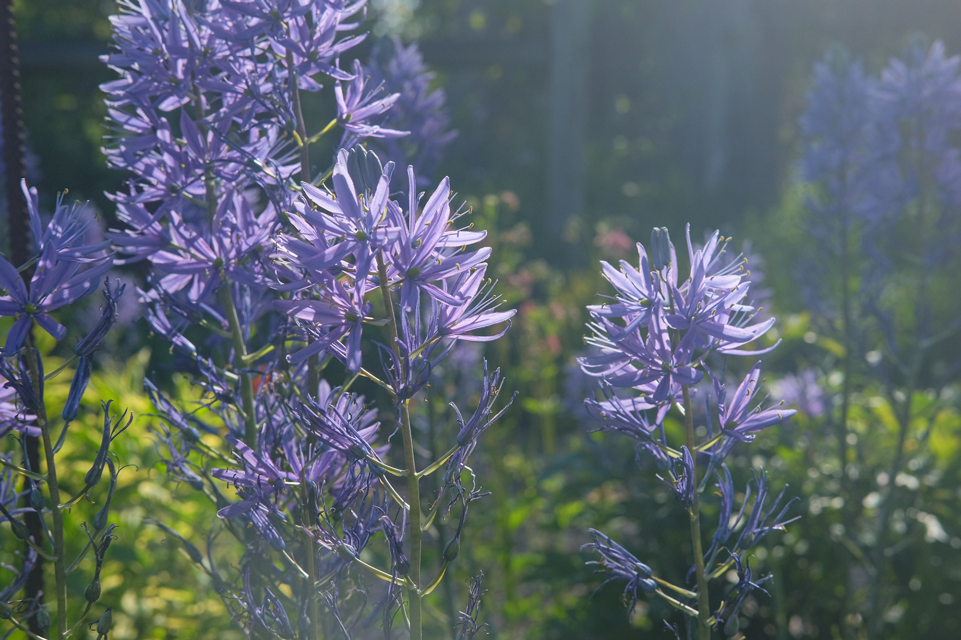 Camassia leichtlinii Caerulea