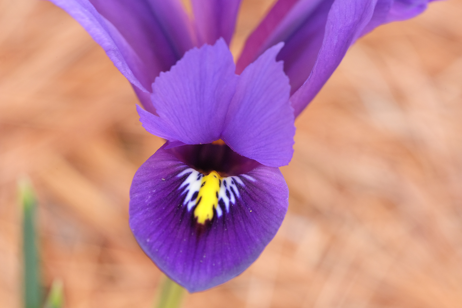 iris reticulata