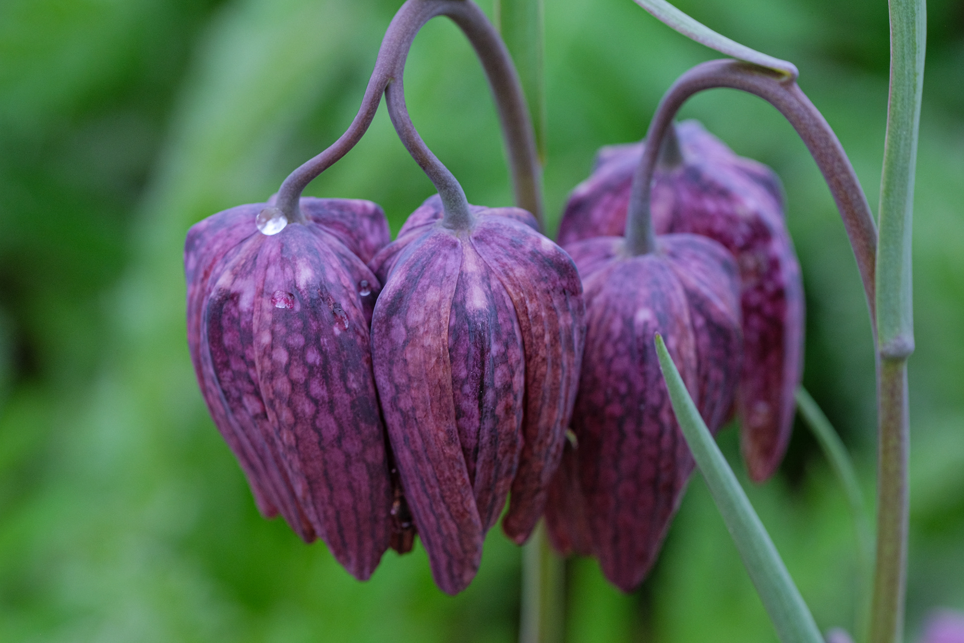 Fritillaria meleagris