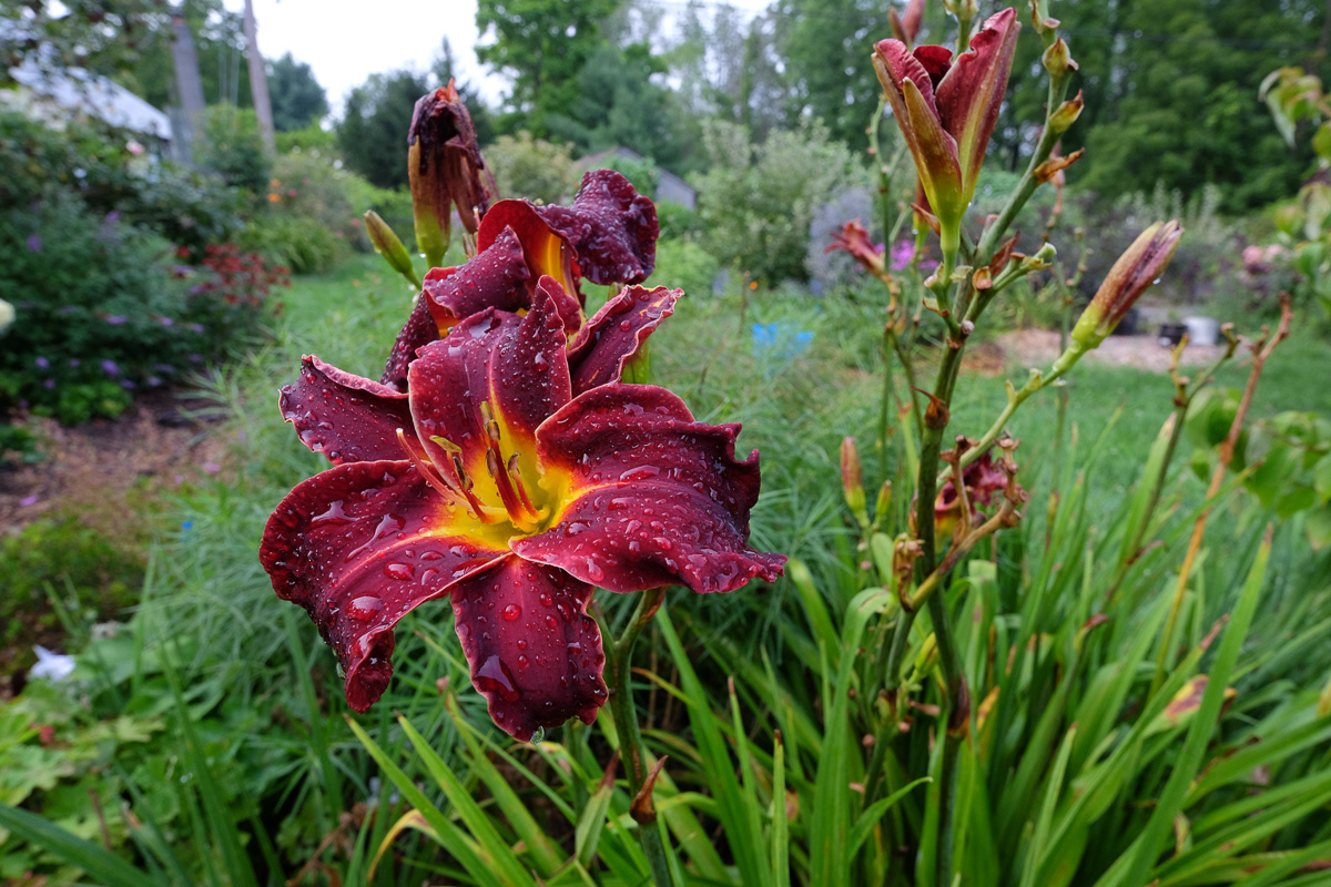 hemerocallis NOID