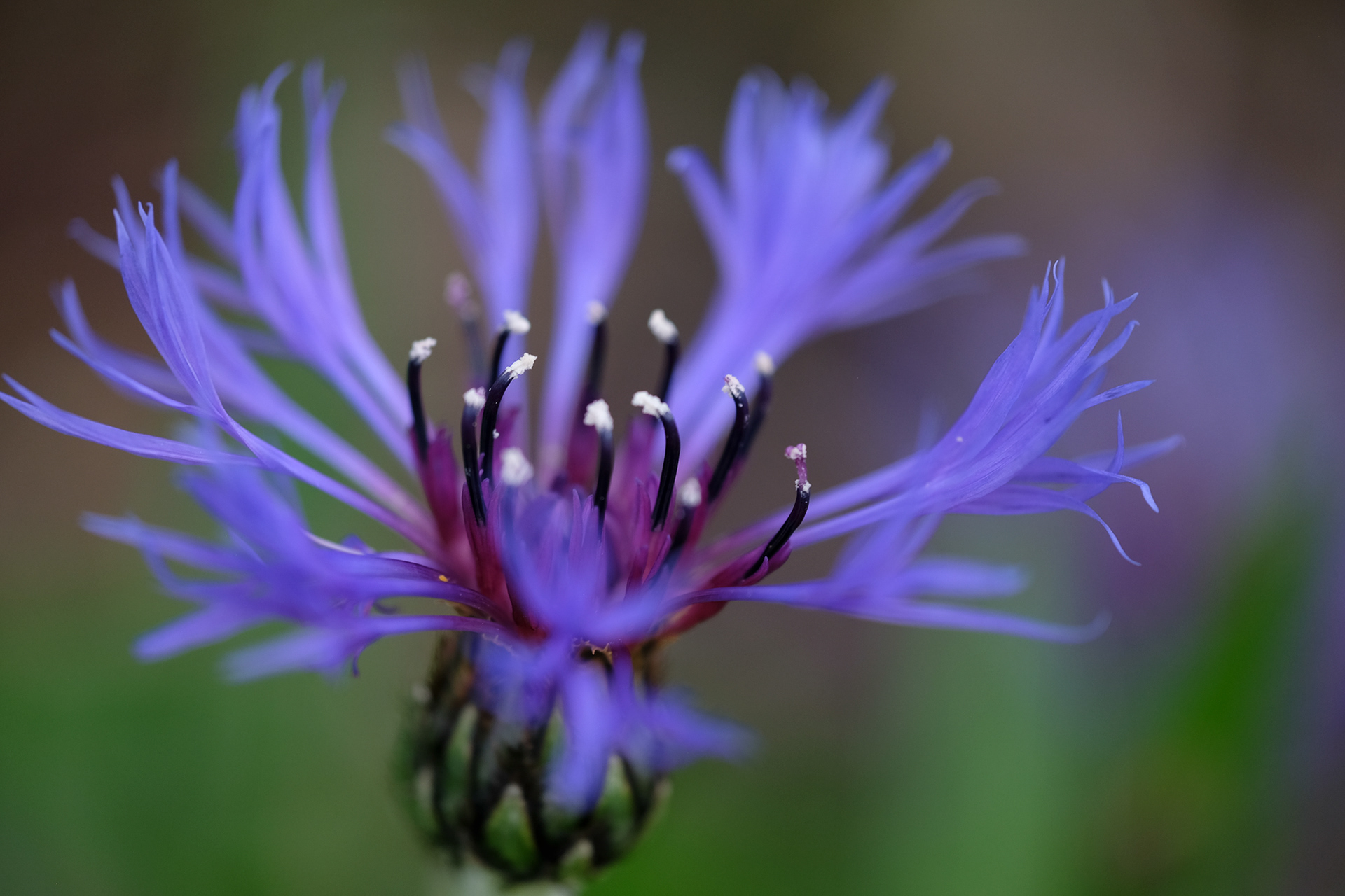 centauria montana, perennial cornflower